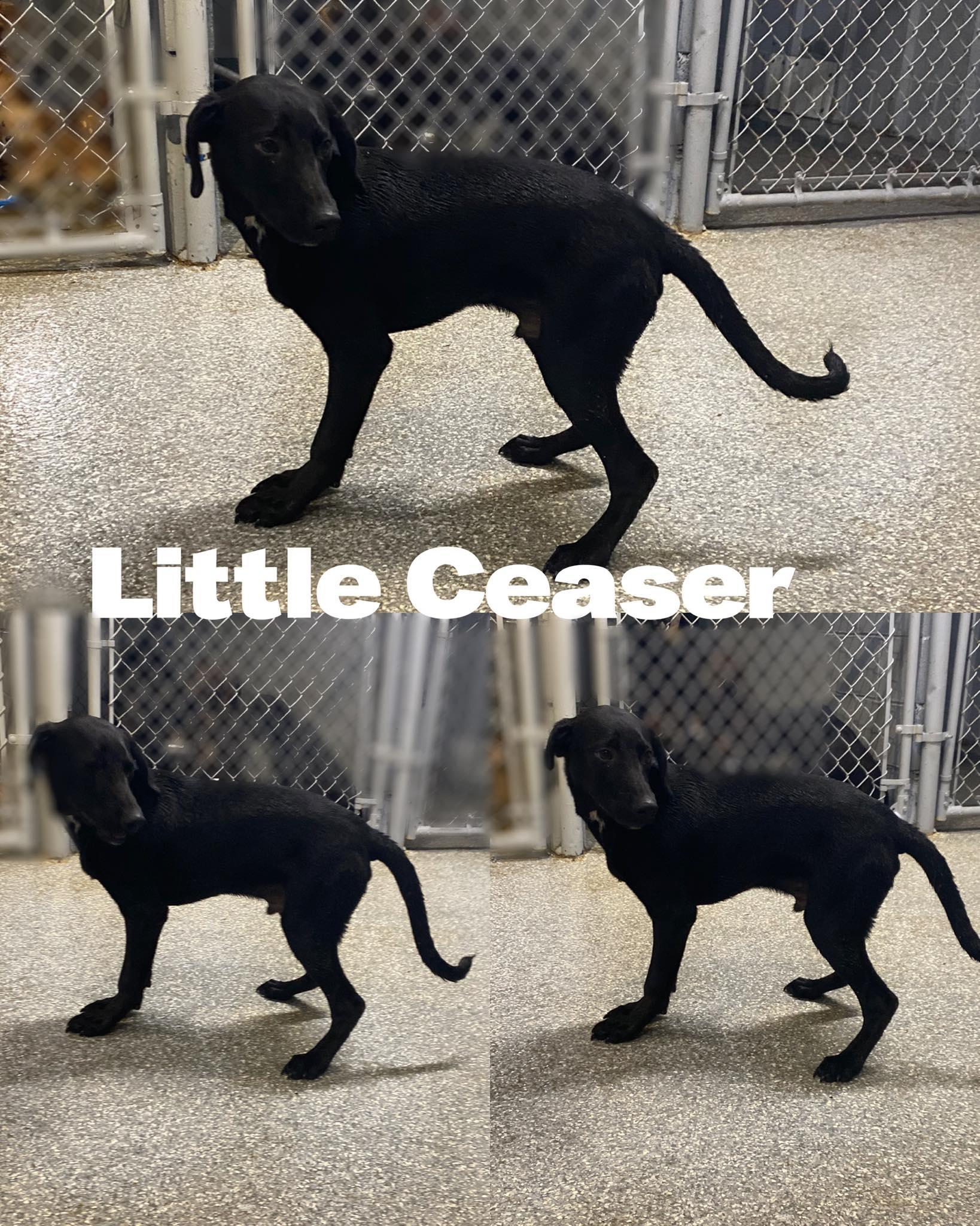 Little Ceaser