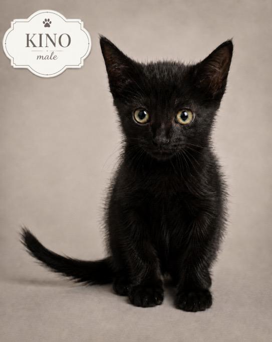 Kino, ADOPTABLE, Kitten Male American Shorthair.