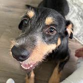 Craig, Adoptable, Young Male Wirehaired Terrier & Mixed Breed.