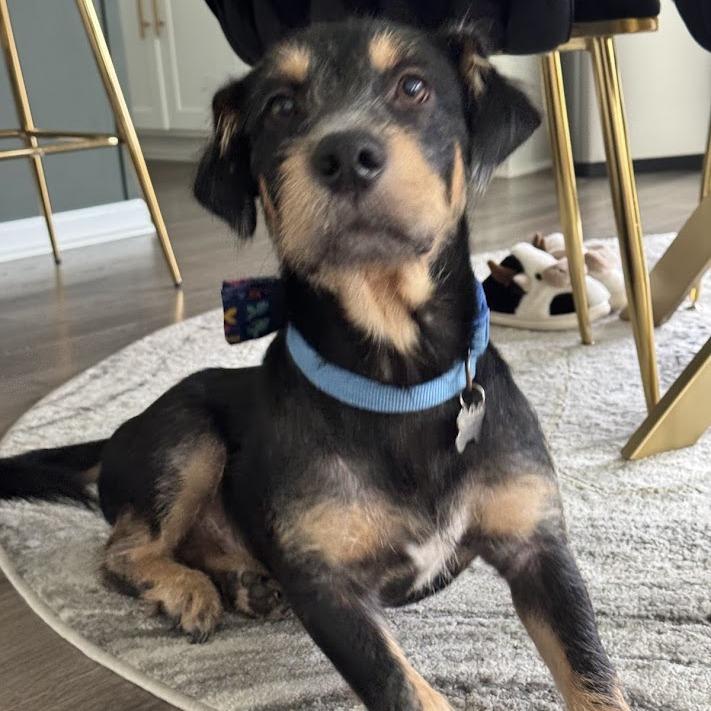 Craig, a Adoptable mixed breed in North Charleston, SC image 3/3