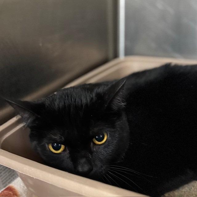 Zen, Adoptable, Adult Male Domestic Short Hair.