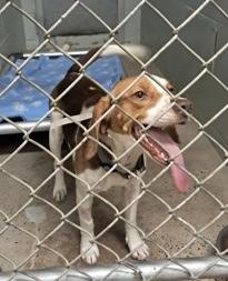 Enlarge Daisy Mae, a ADOPTABLE Beagle in Marshall, NC image 4/4