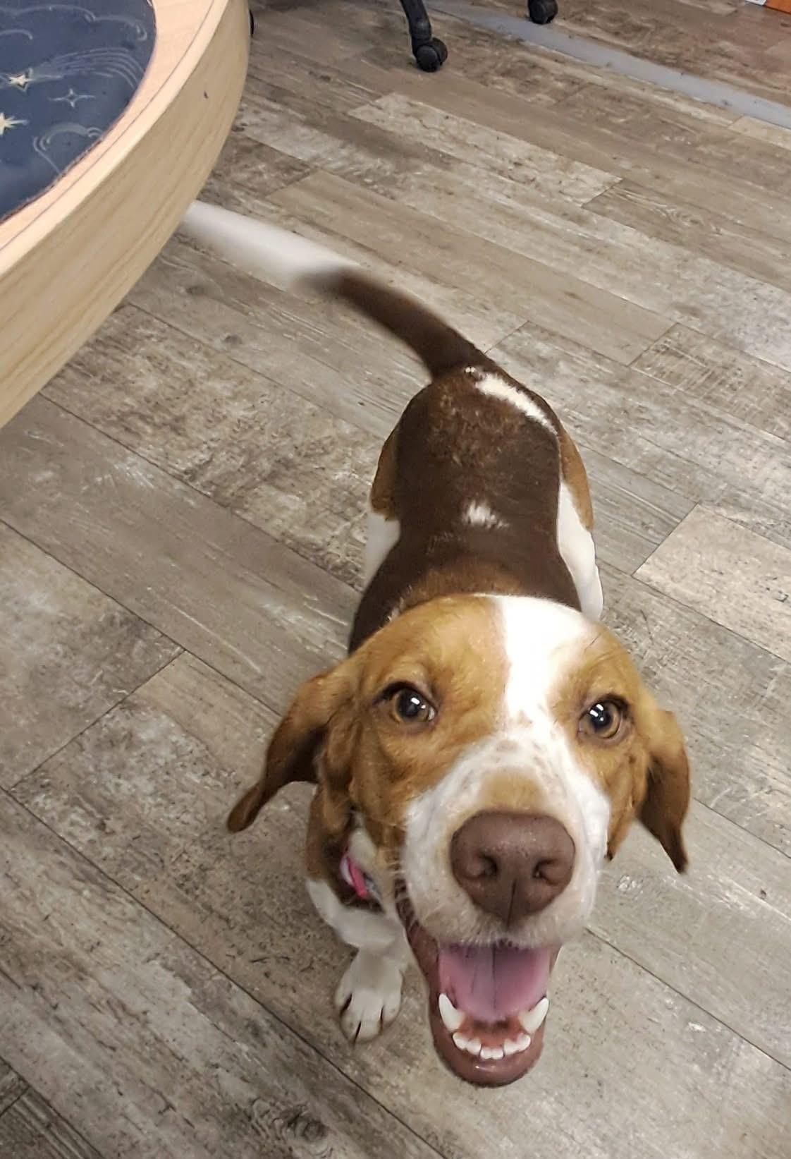 Daisy Mae, ADOPTABLE, Young Female Beagle.