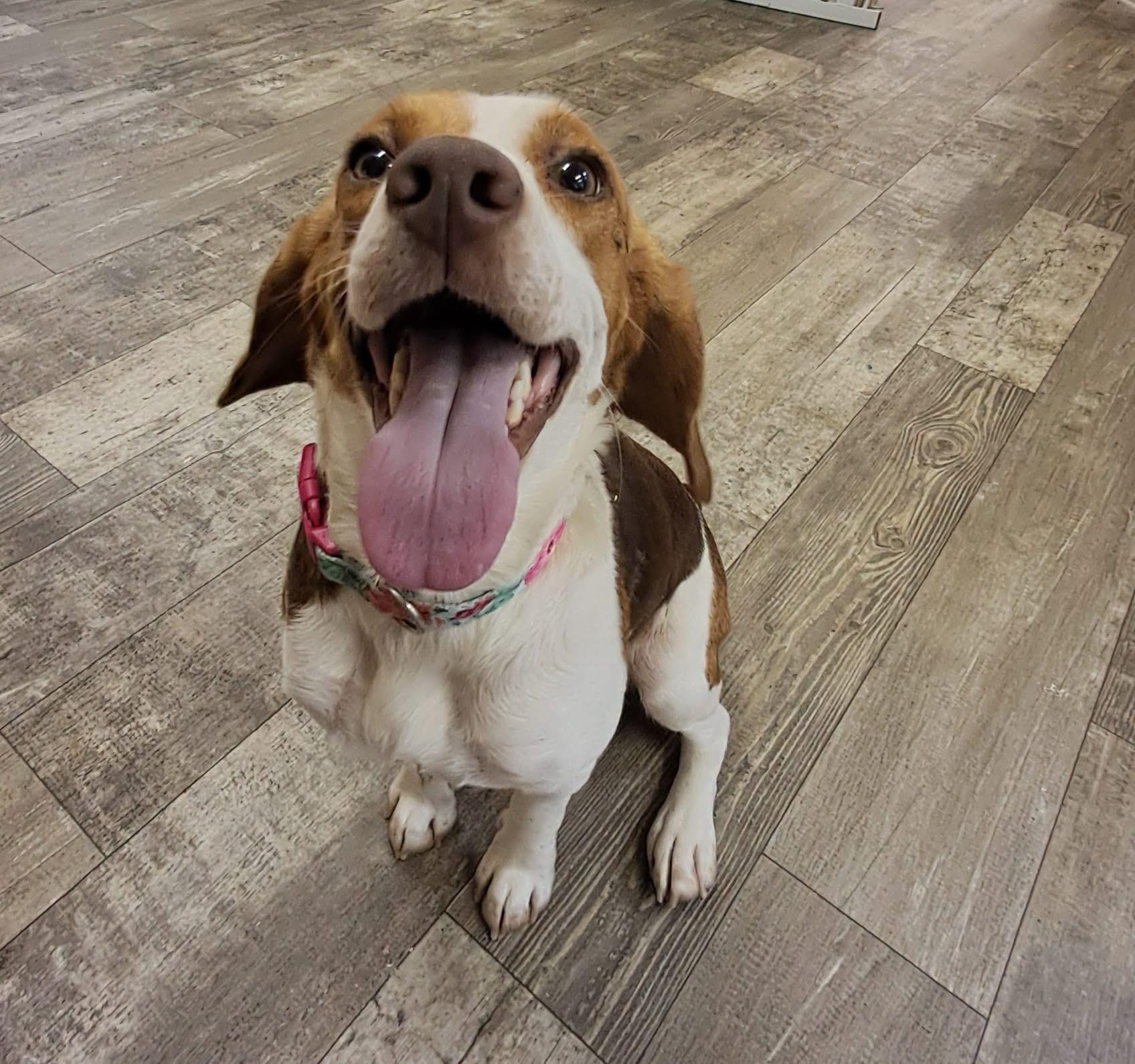 Enlarge Daisy Mae, a ADOPTABLE Beagle in Marshall, NC image 2/4