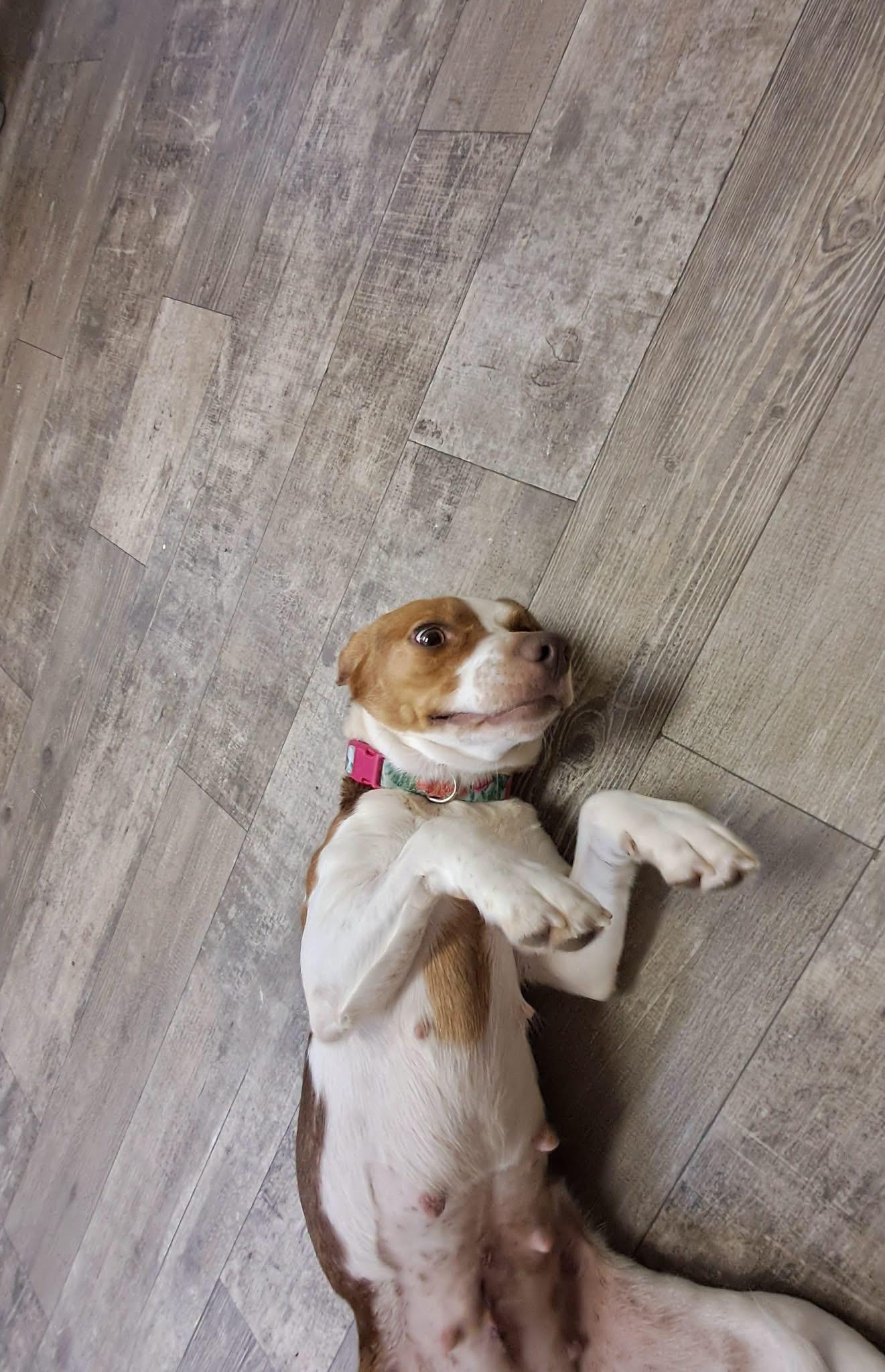 Enlarge Daisy Mae, a ADOPTABLE Beagle in Marshall, NC image 3/4
