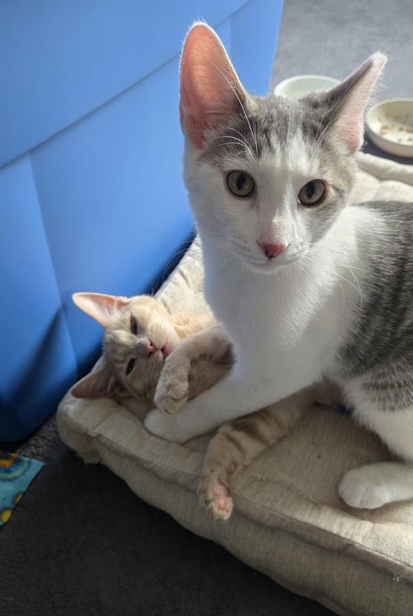 Gear - Bonded W/ Solstice, Adoptable, Kitten Male Domestic Short Hair.