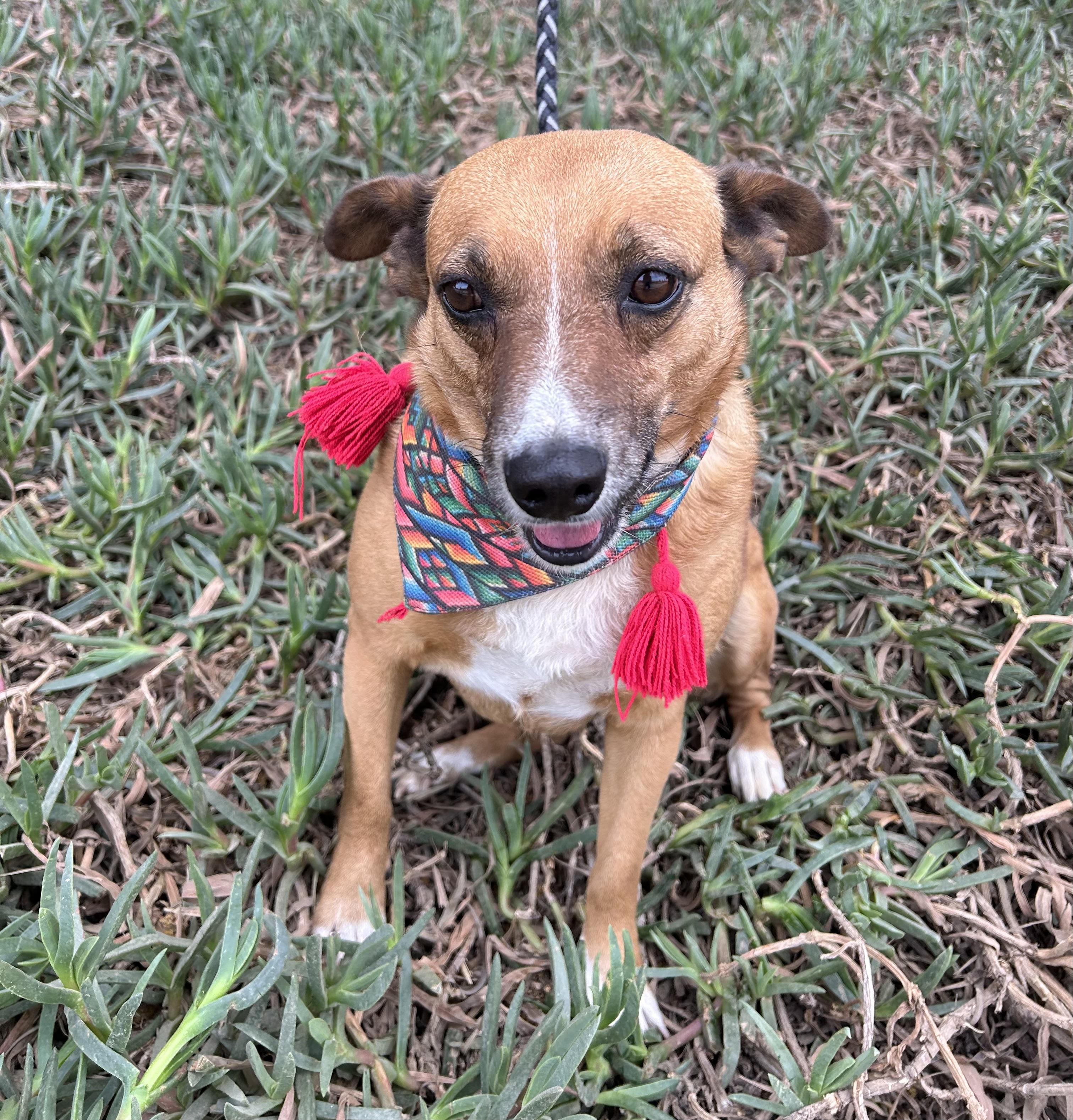 LAYLA, a ADOPTABLE mixed breed in Bell Gardens, CA image 5/6