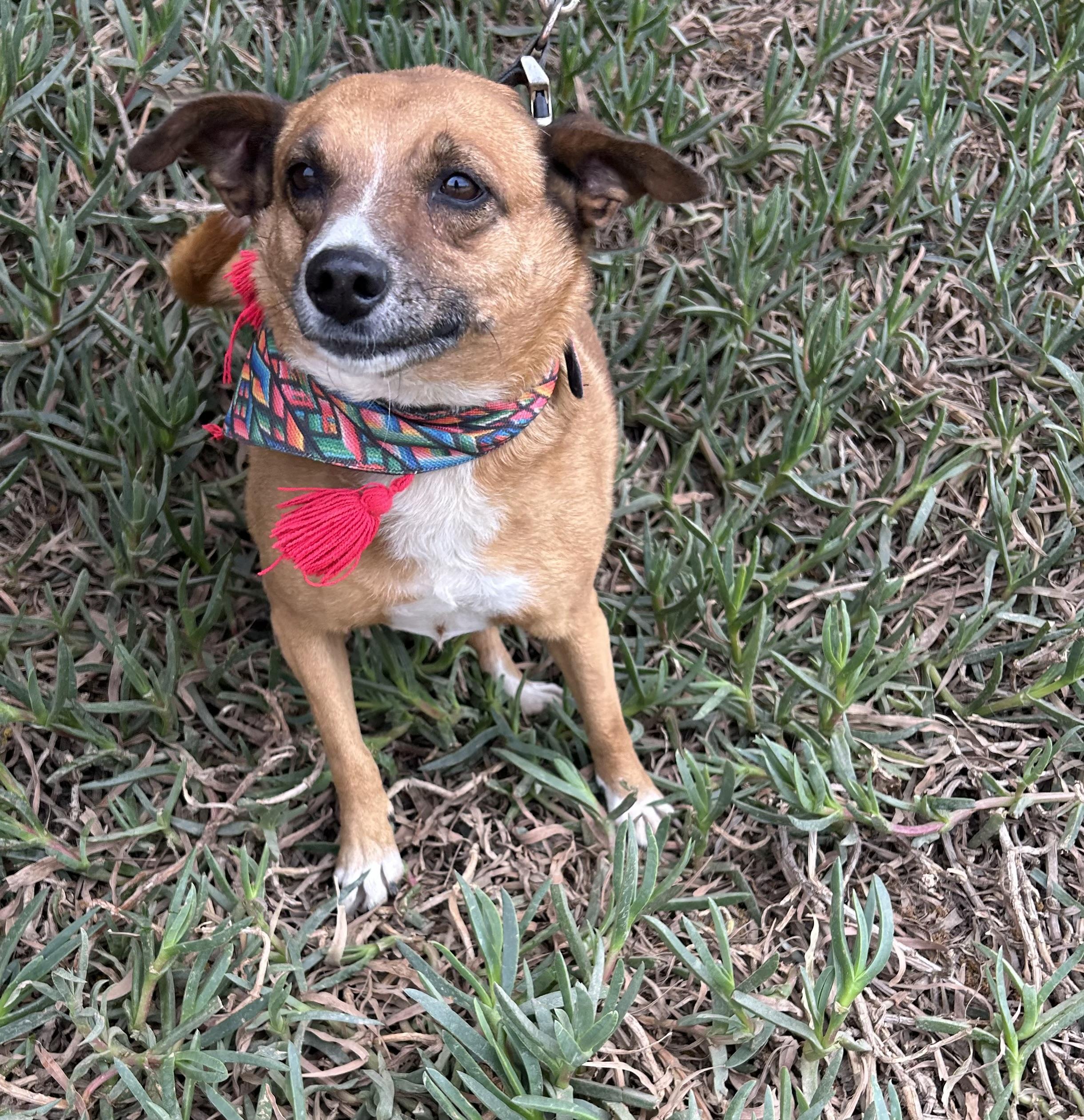 LAYLA, a ADOPTABLE mixed breed in Bell Gardens, CA image 2/6