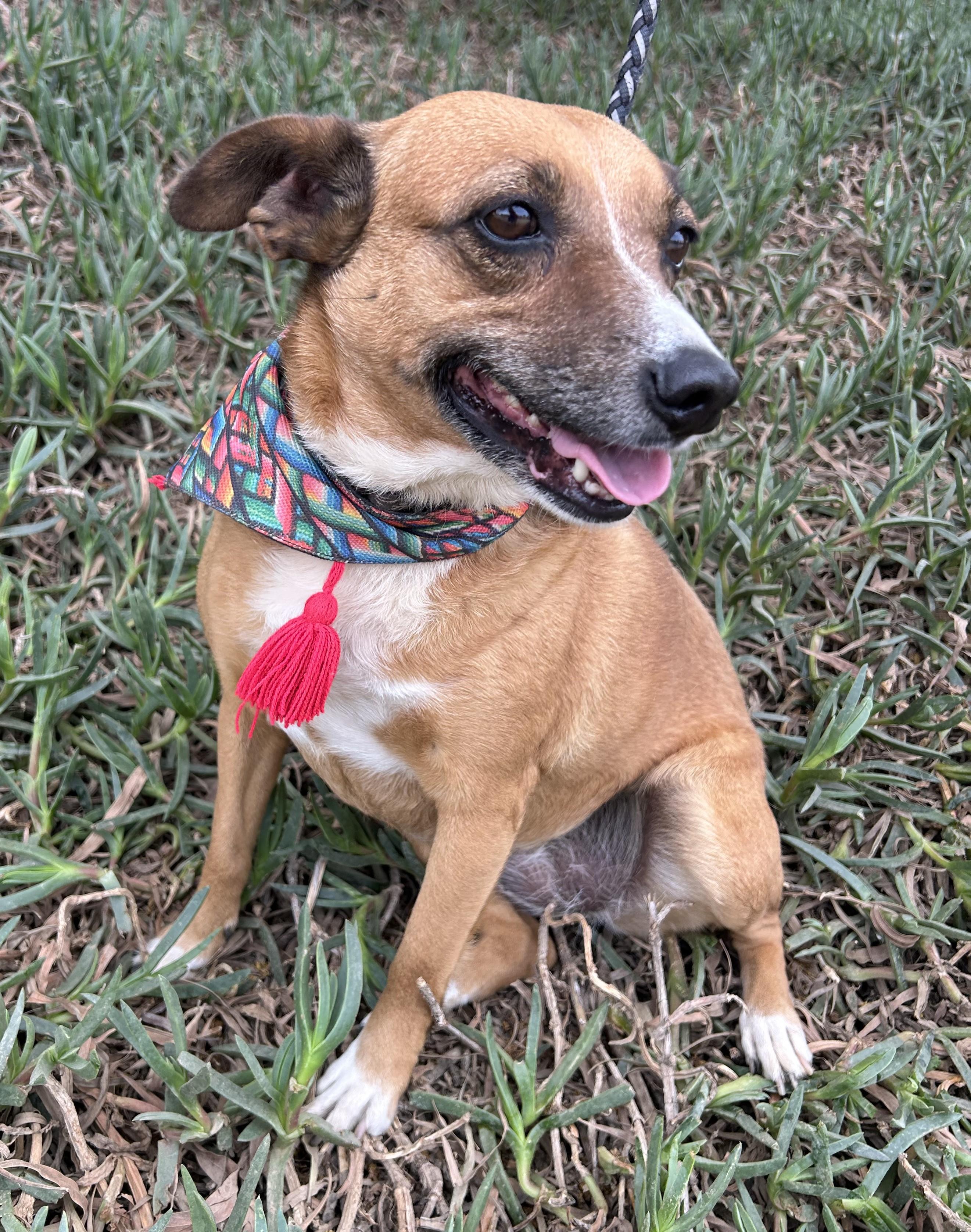 LAYLA, a ADOPTABLE mixed breed in Bell Gardens, CA image 4/6