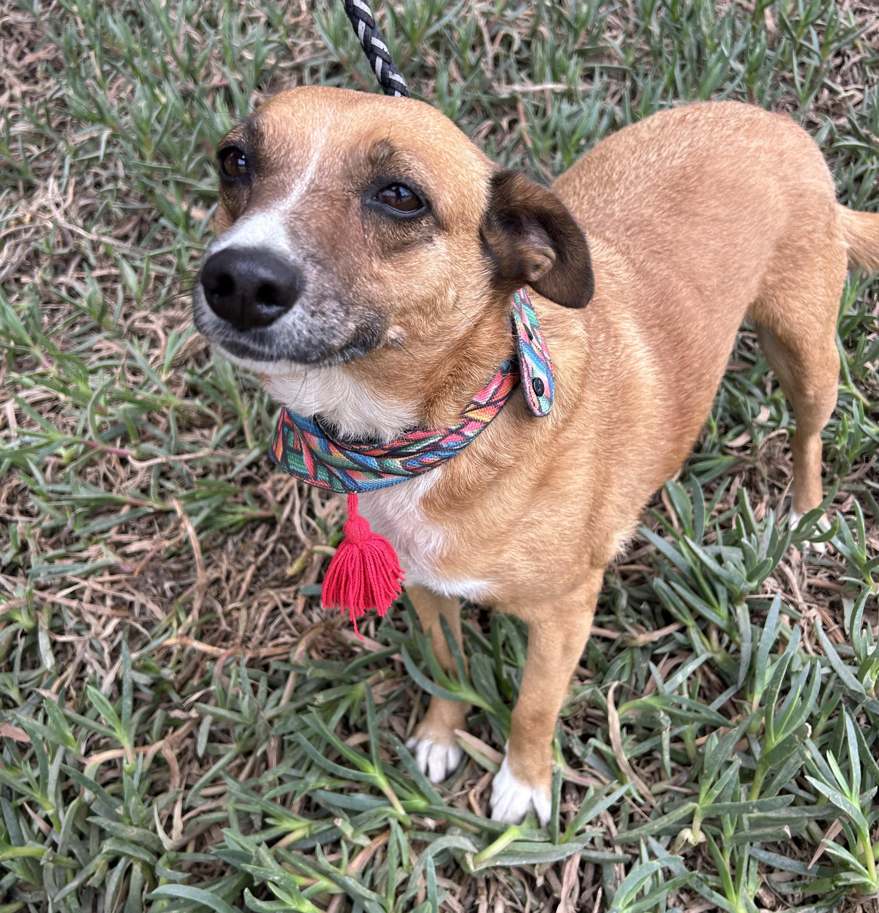 LAYLA, a ADOPTABLE mixed breed in Bell Gardens, CA image 3/6