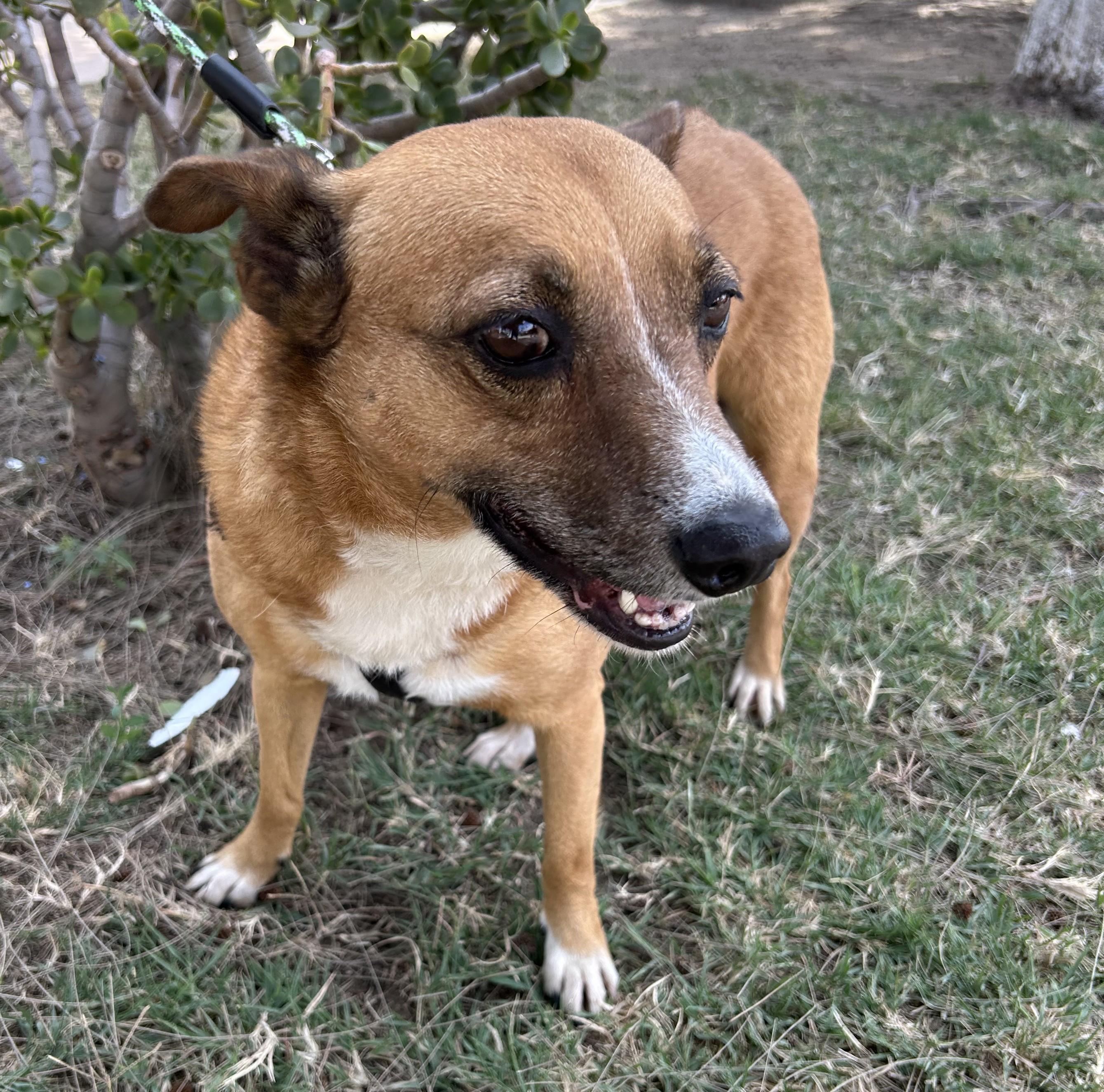 LAYLA, a ADOPTABLE mixed breed in Bell Gardens, CA image 4/6