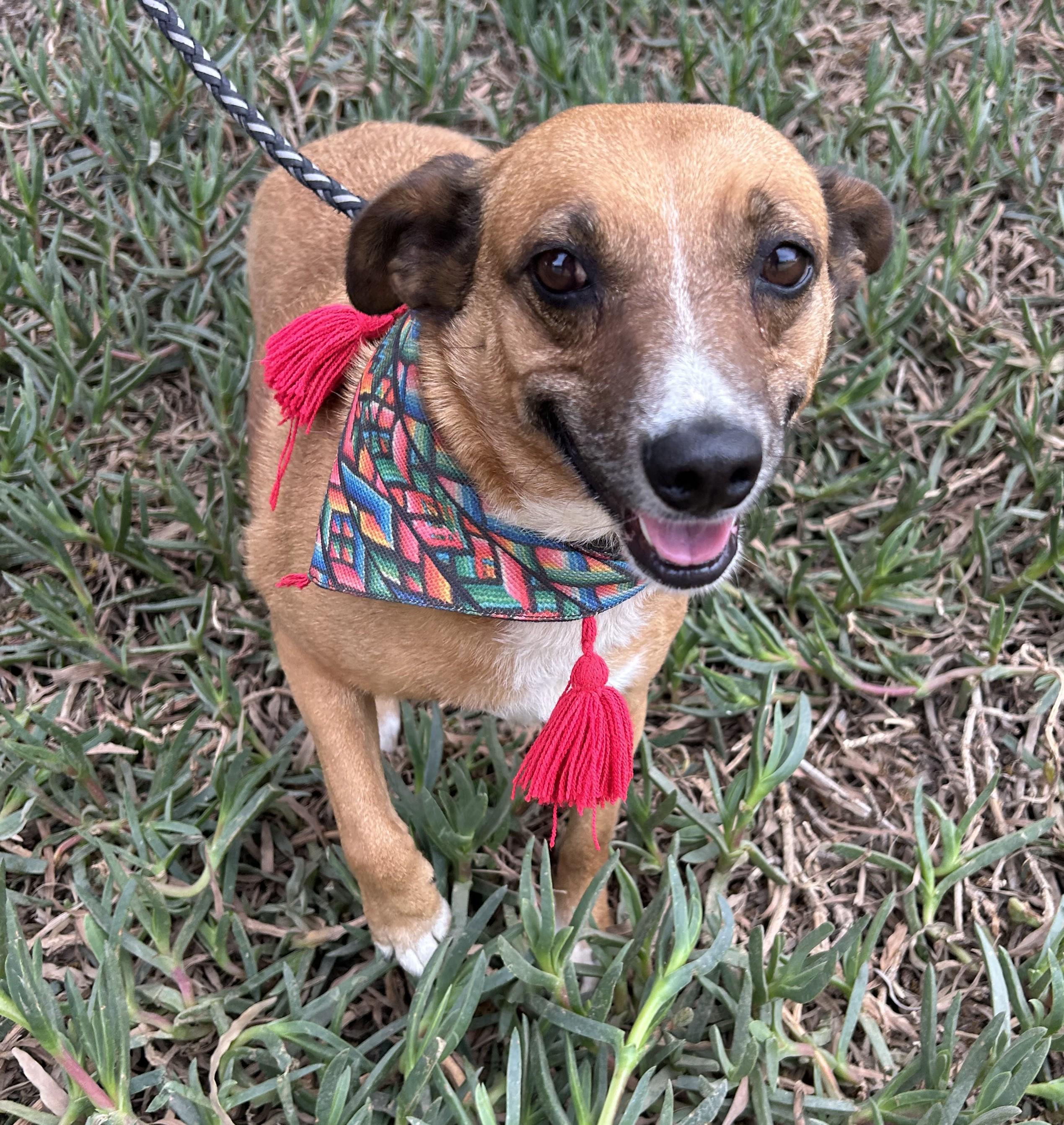 LAYLA, ADOPTABLE, Young Female Rat Terrier.