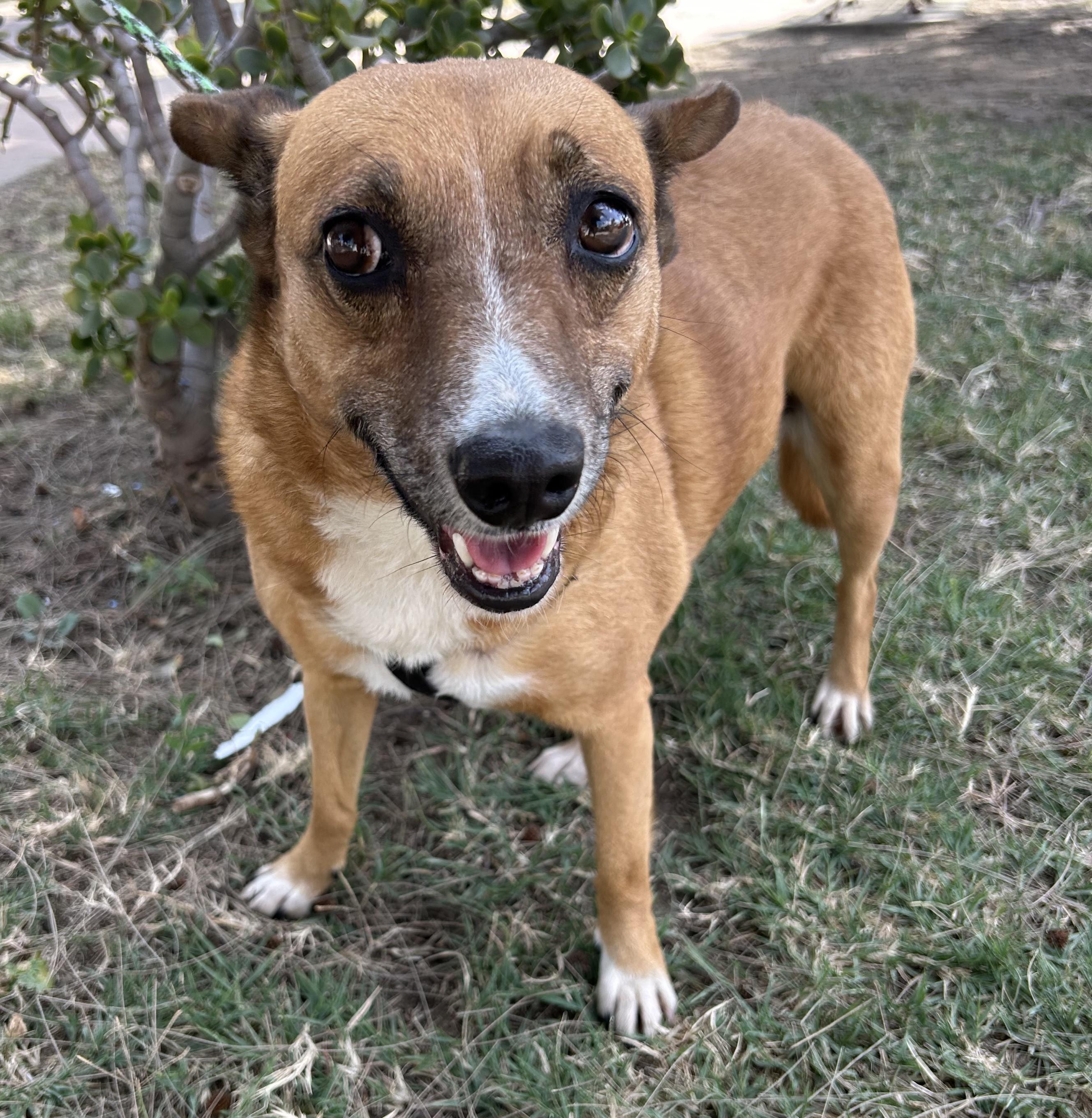 LAYLA, a ADOPTABLE mixed breed in Bell Gardens, CA image 5/6