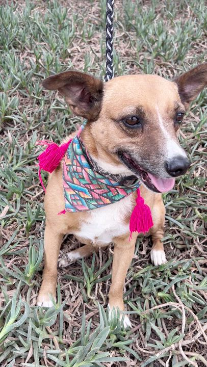 Enlarge LAYLA, a ADOPTABLE mixed breed in Bell Gardens, CA video 6/6