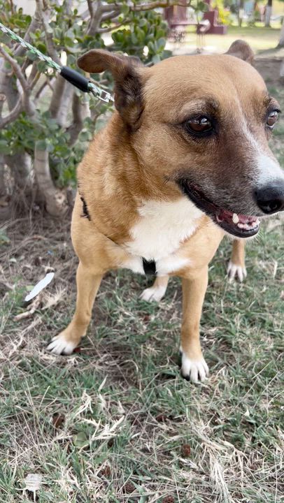 Enlarge LAYLA, a ADOPTABLE mixed breed in Bell Gardens, CA video 6/6