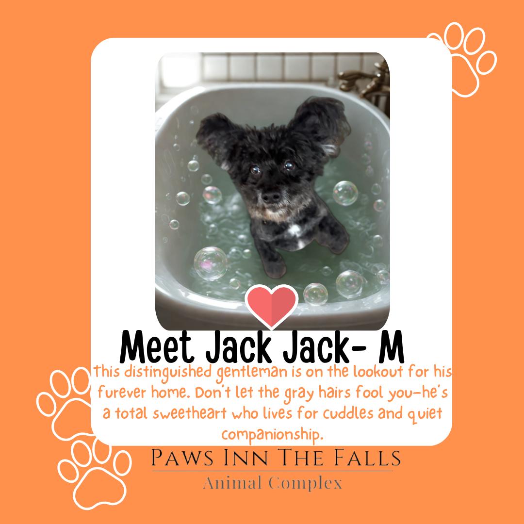 Jack Jack, Adoptable, Adult Male Poodle & Mixed Breed.