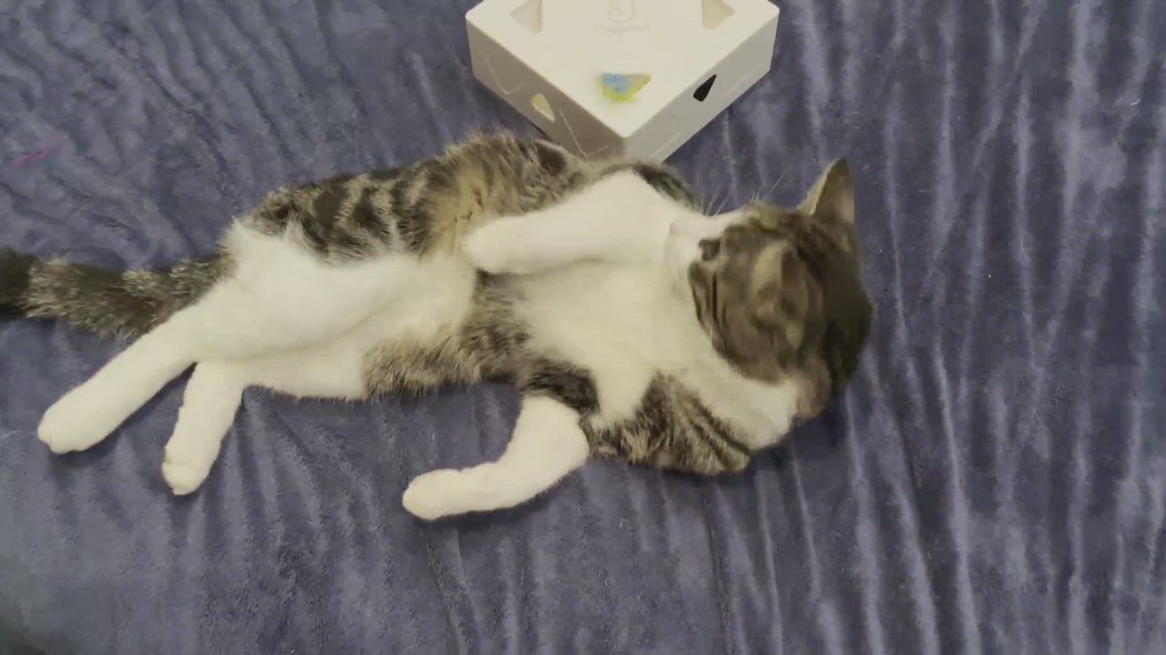 Enlarge Thierry , a Adopted Domestic Short Hair in Milwaukee, WI video 6/11