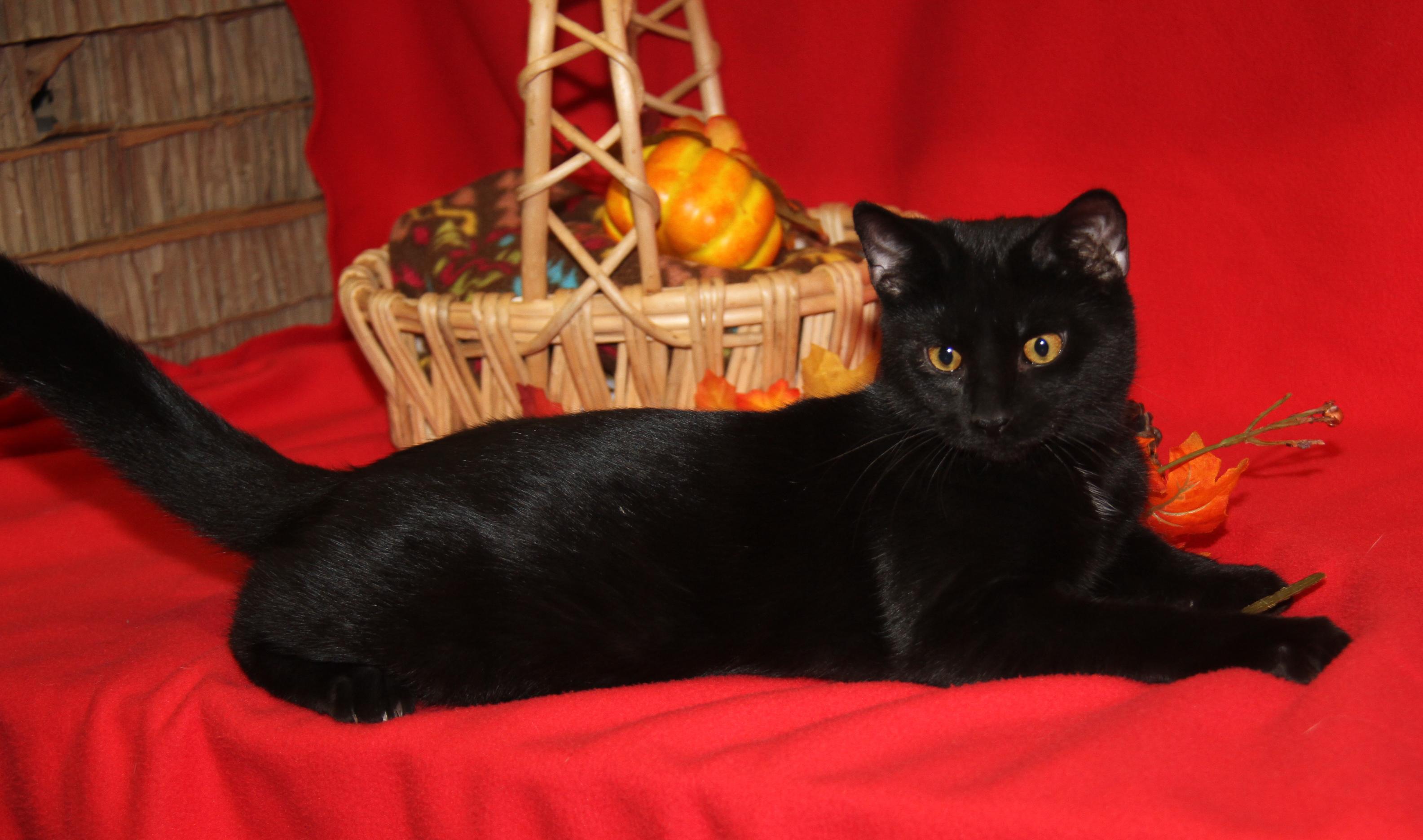 Roz (Neutered) (Photos 10/8/2025) 3