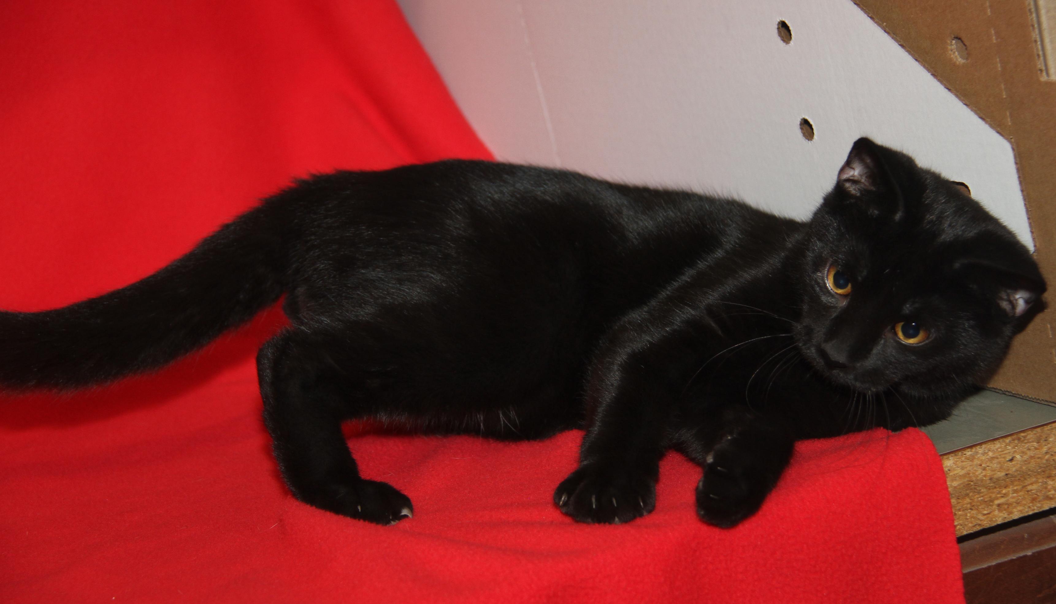 Roz (Neutered) (Photos 10/8/2025) 4