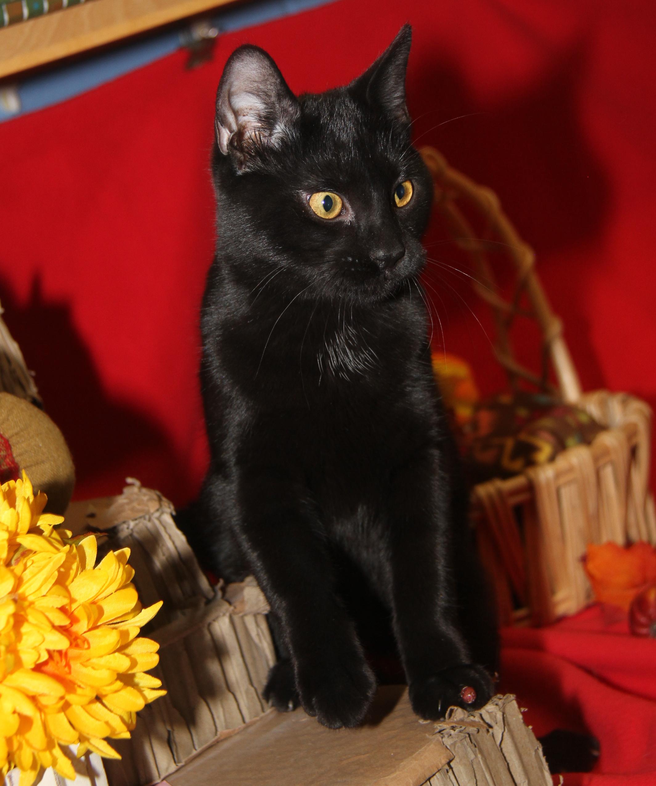 Roz (Neutered) (Photos 10/8/2025) 6