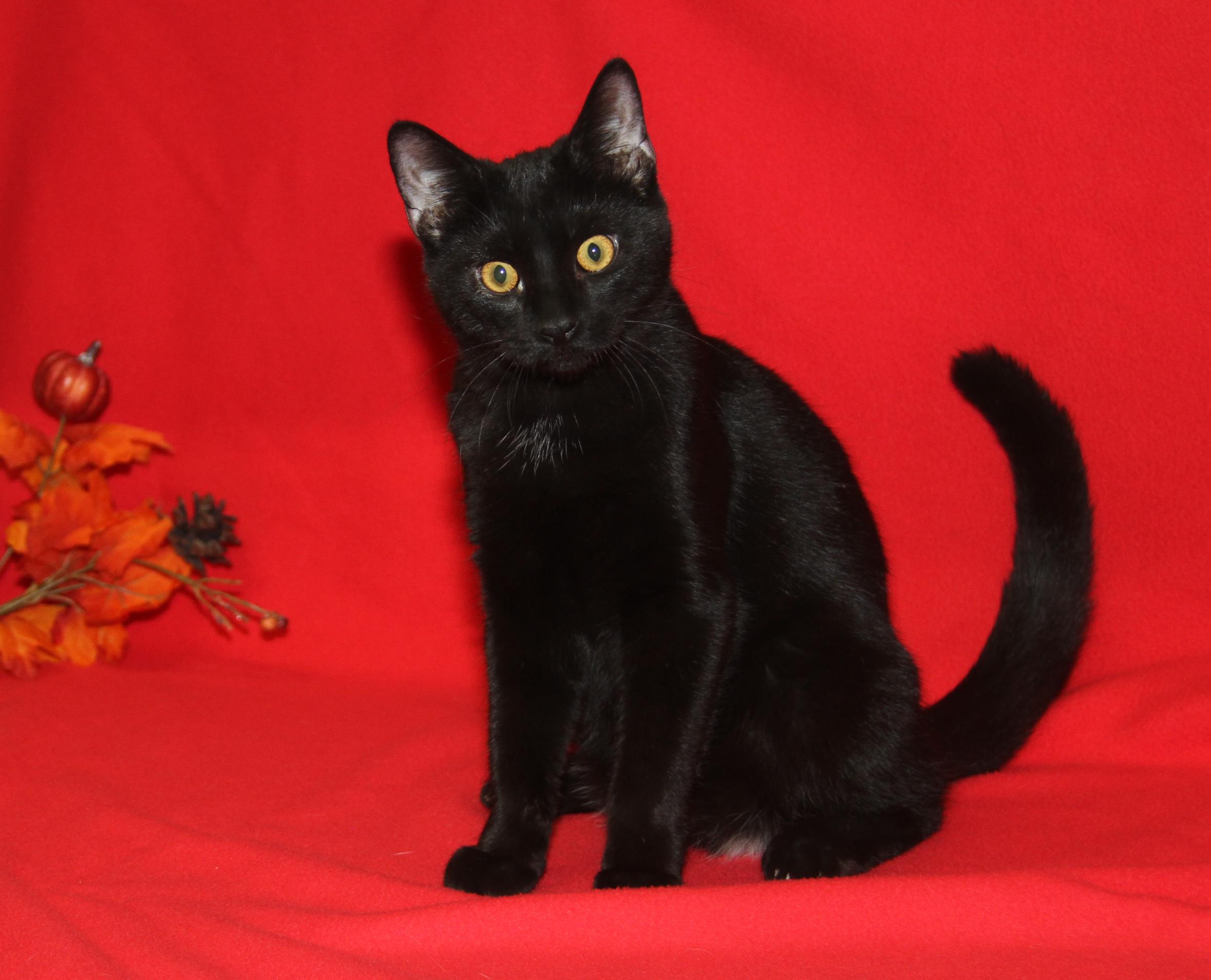 Roz (Neutered) (Photos 10/8/2025) 1