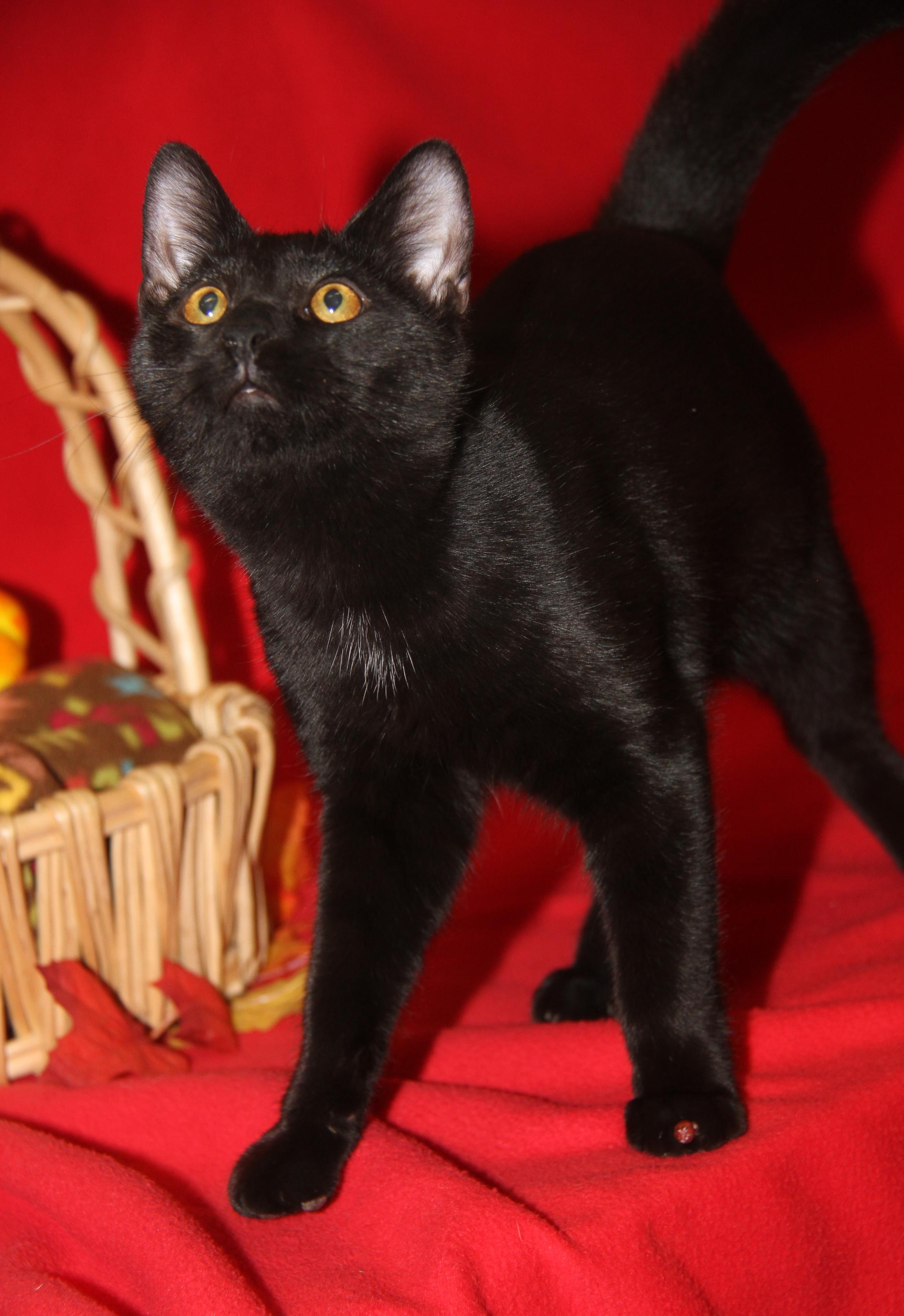 Roz (Neutered) (Photos 10/8/2025) 5