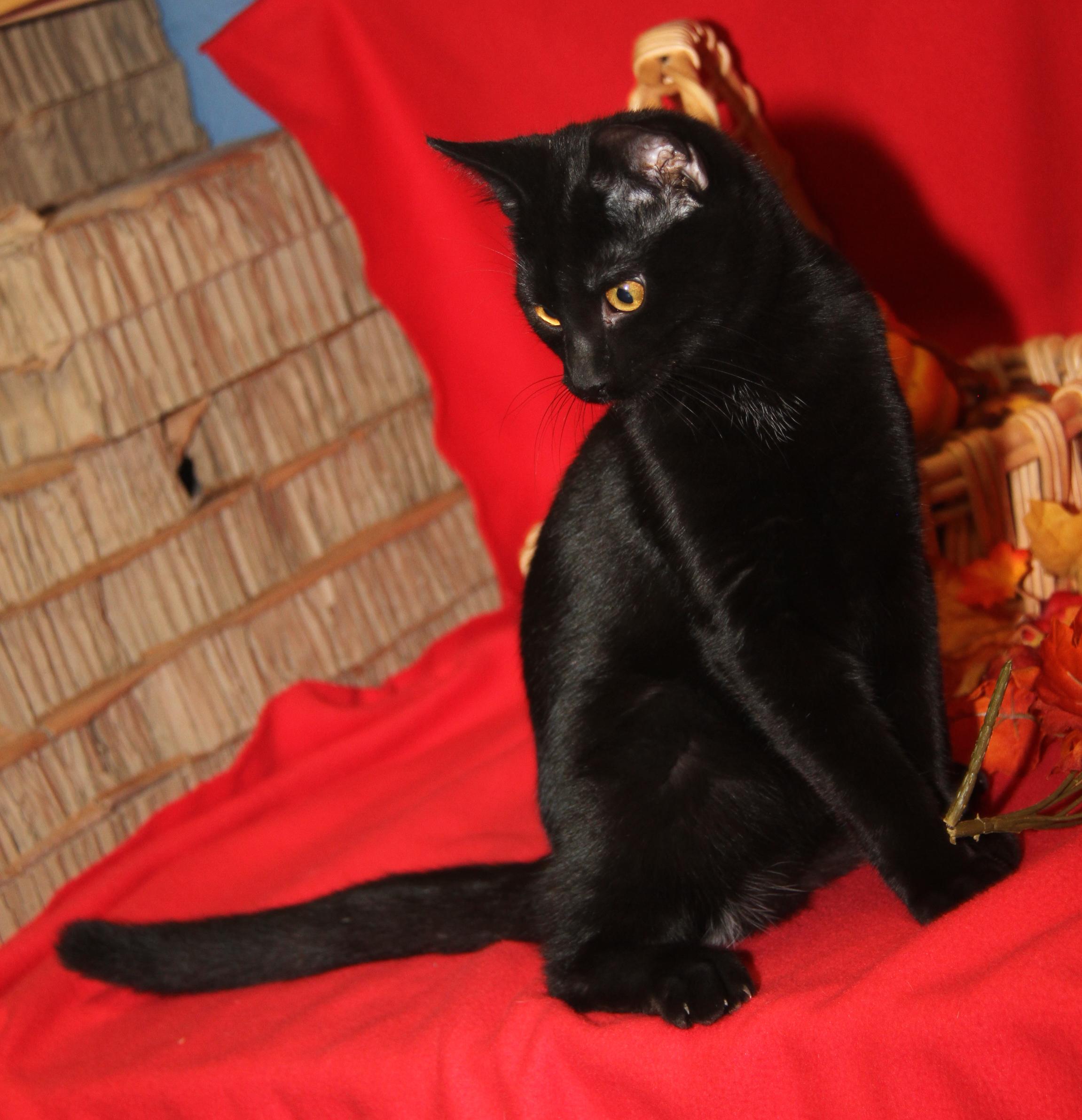 Roz (Neutered) (Photos 10/8/2025) 2