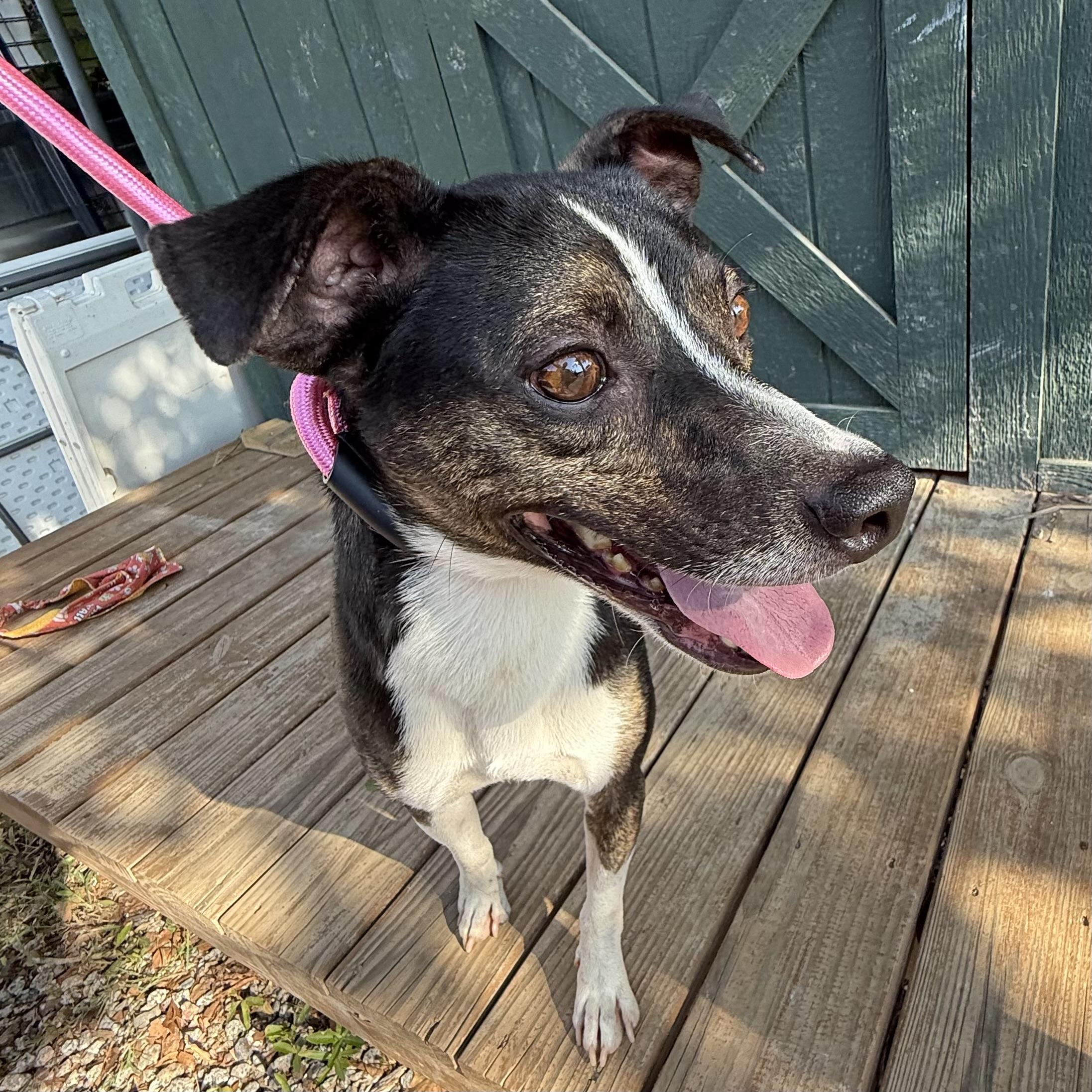 Enlarge Dillian, a Adoptable mixed breed in Brooklyn, NY image 3/4
