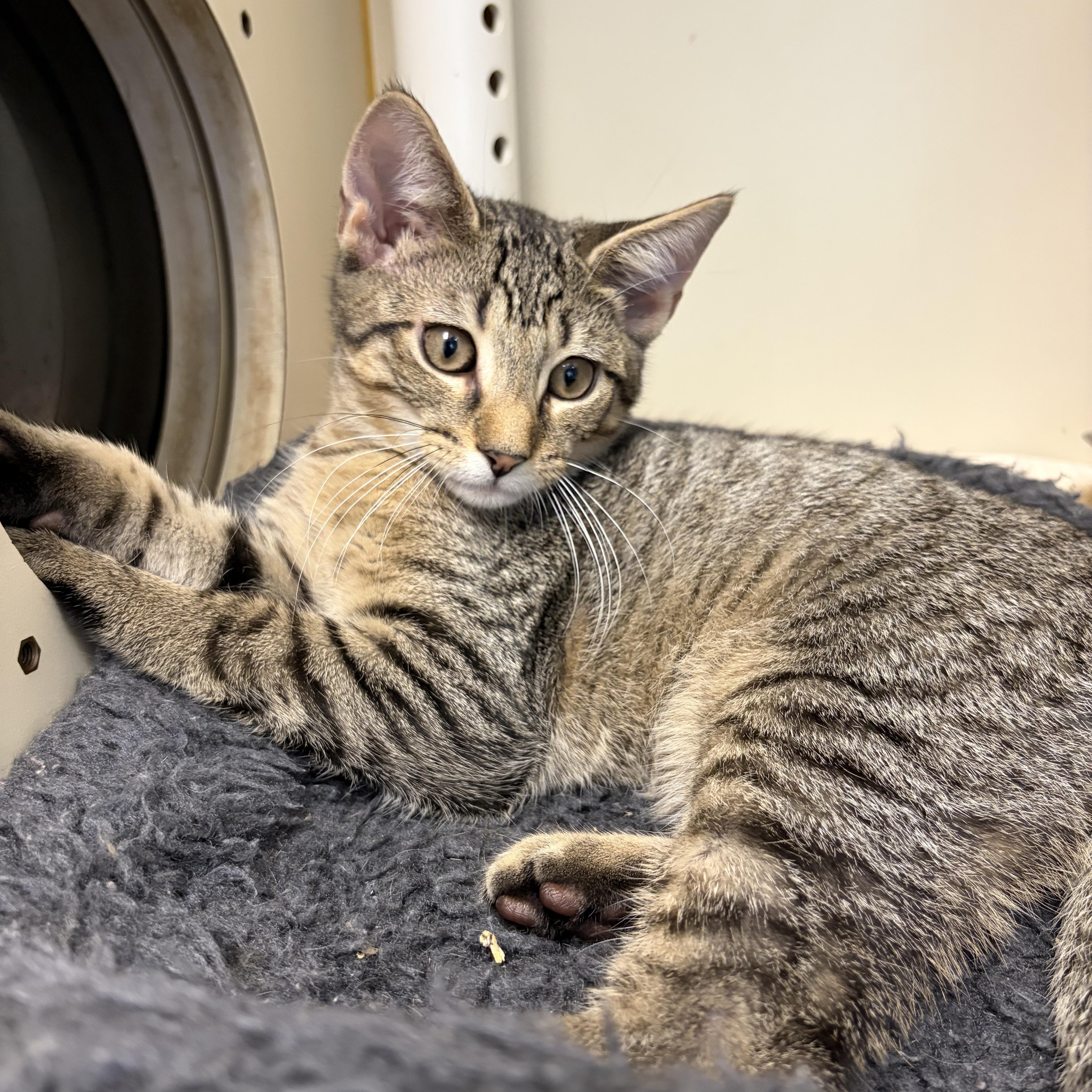 Nibbles, Adoptable, Young Female Domestic Short Hair.