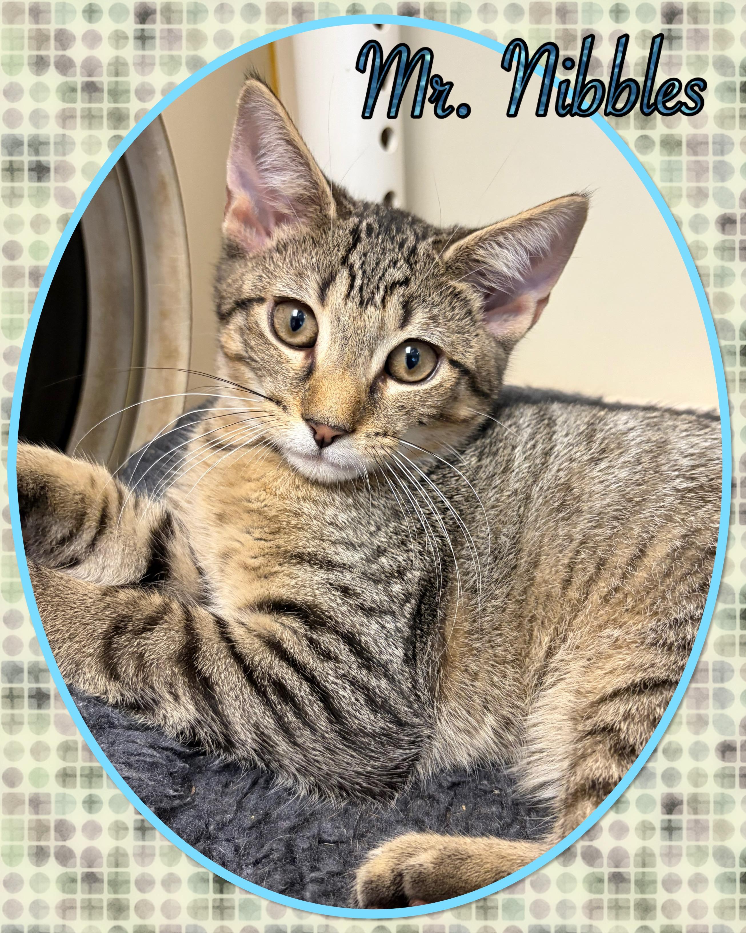 Enlarge Mr. Nibbles, a ADOPTABLE Domestic Short Hair in Somerset, NJ image 1/2