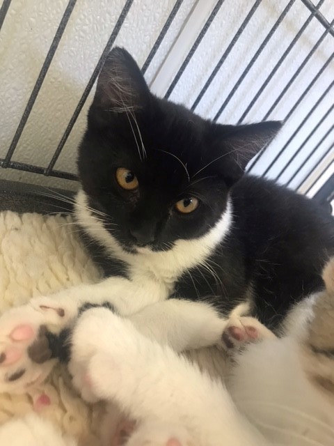 Trooper, Adoptable, Adult Female Domestic Short Hair.