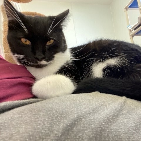 Enlarge Trooper, a Adoptable Domestic Short Hair in Centralia, IL image 2/5