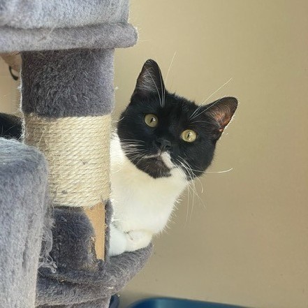 Enlarge Trooper, a Adoptable Domestic Short Hair in Centralia, IL image 3/5