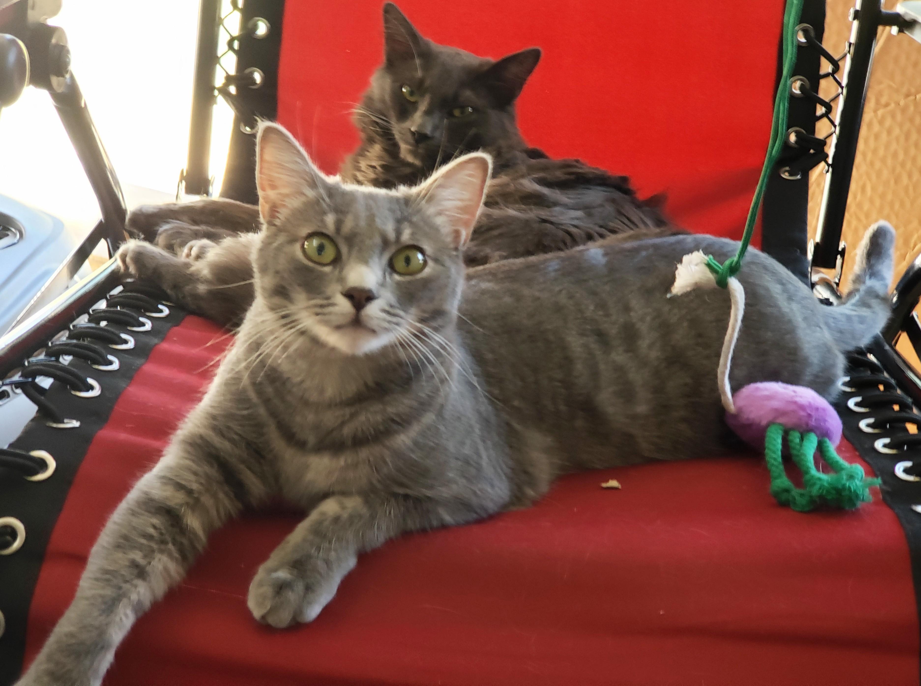 Avalon, an adopted Domestic Short Hair in Buena Park, CA image 6/6