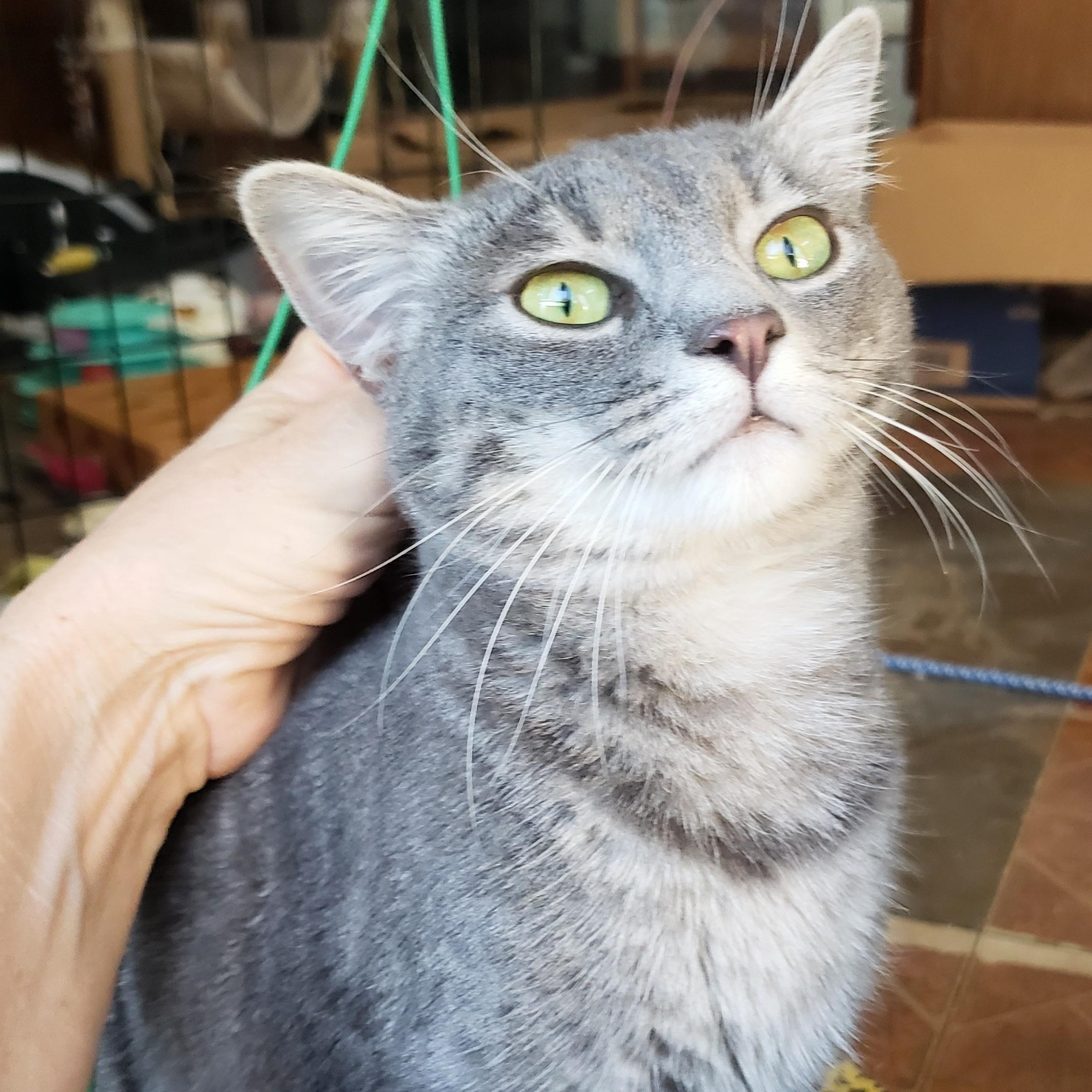 Avalon, an adopted Domestic Short Hair in Buena Park, CA image 4/6