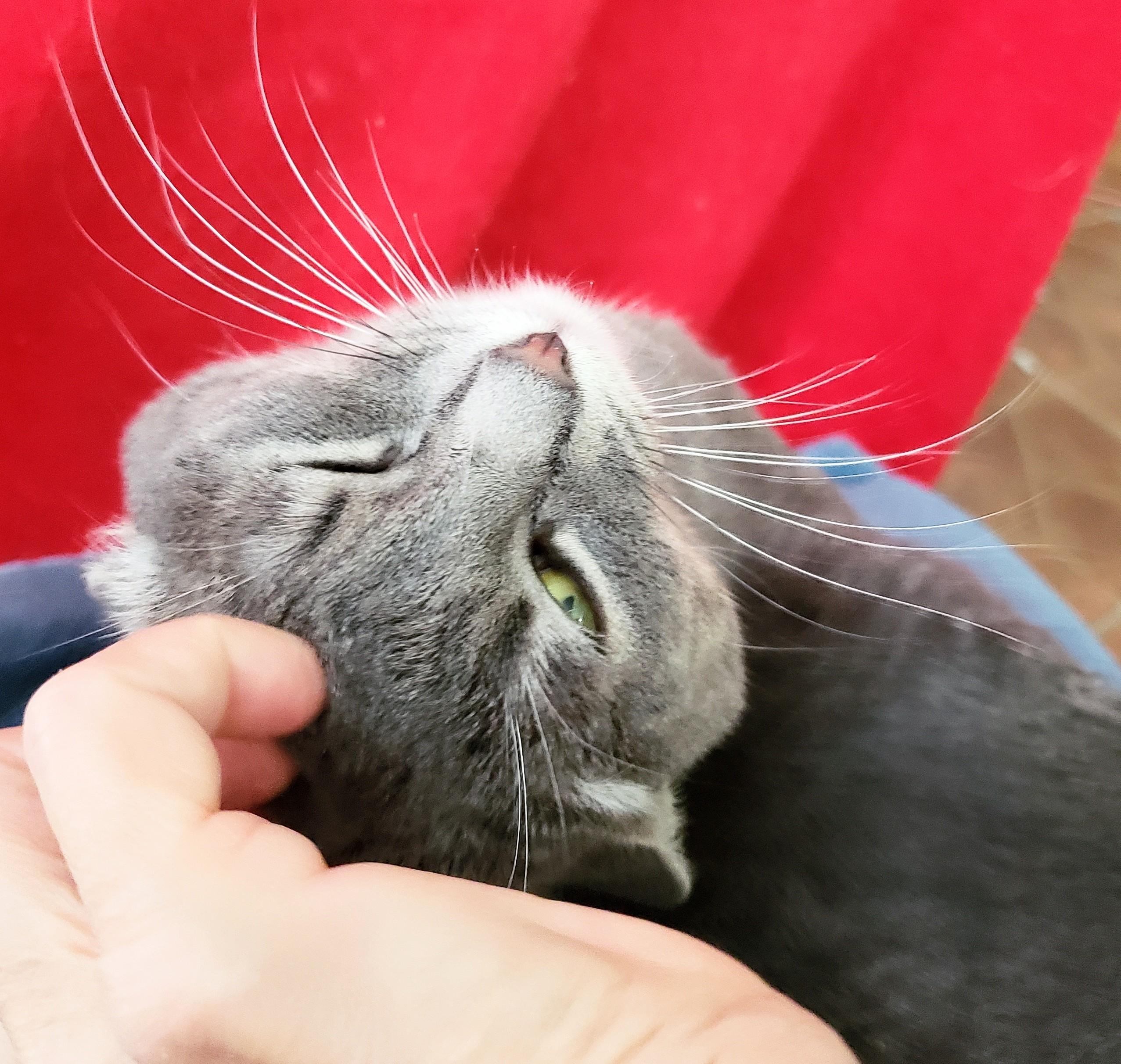Avalon, an adopted Domestic Short Hair in Buena Park, CA image 5/6