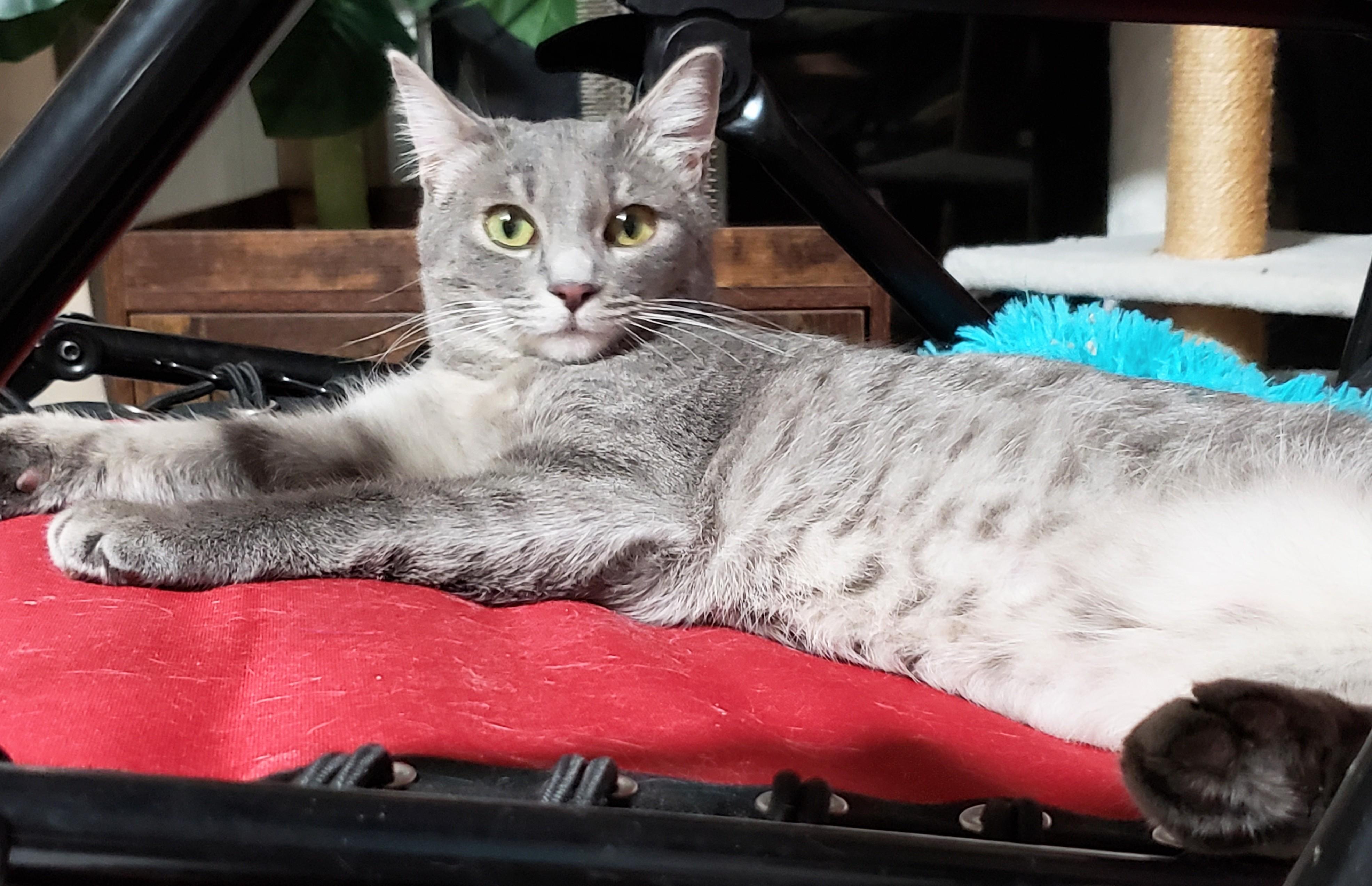 Avalon, an adopted Domestic Short Hair in Buena Park, CA image 3/6