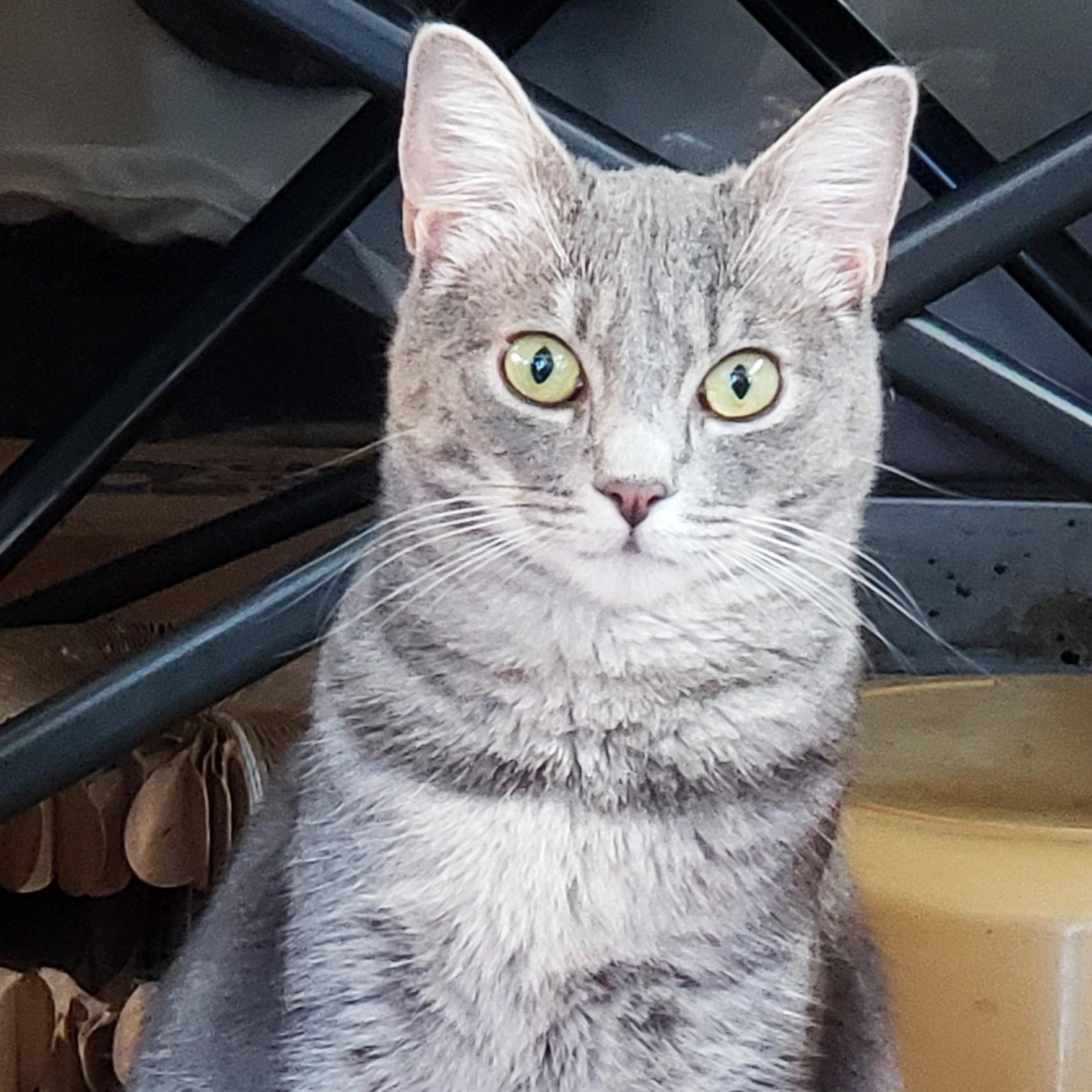 Avalon, an adopted Domestic Short Hair in Buena Park, CA image 2/6