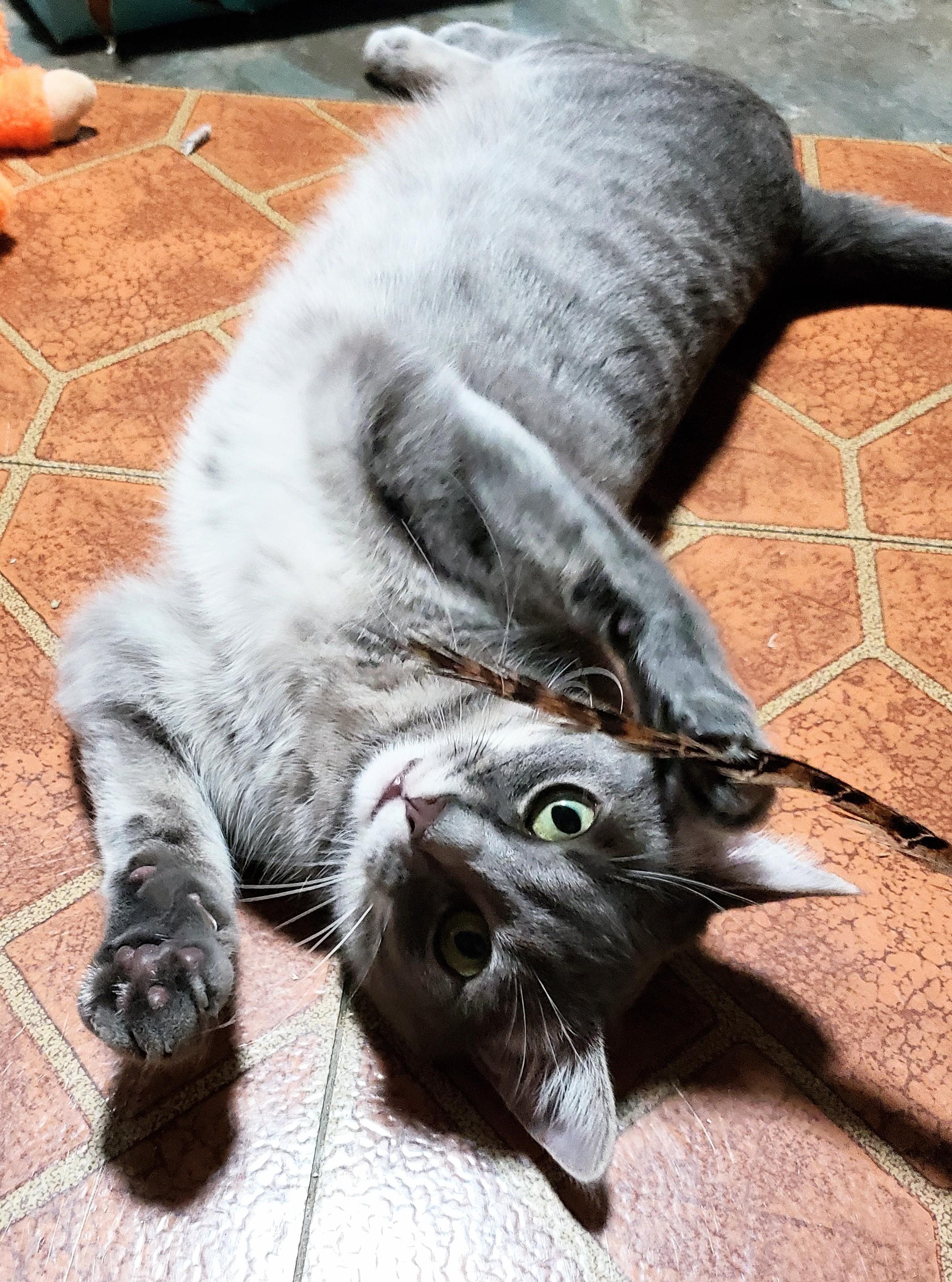 Avalon, an adopted Domestic Short Hair in Buena Park, CA image 1/6