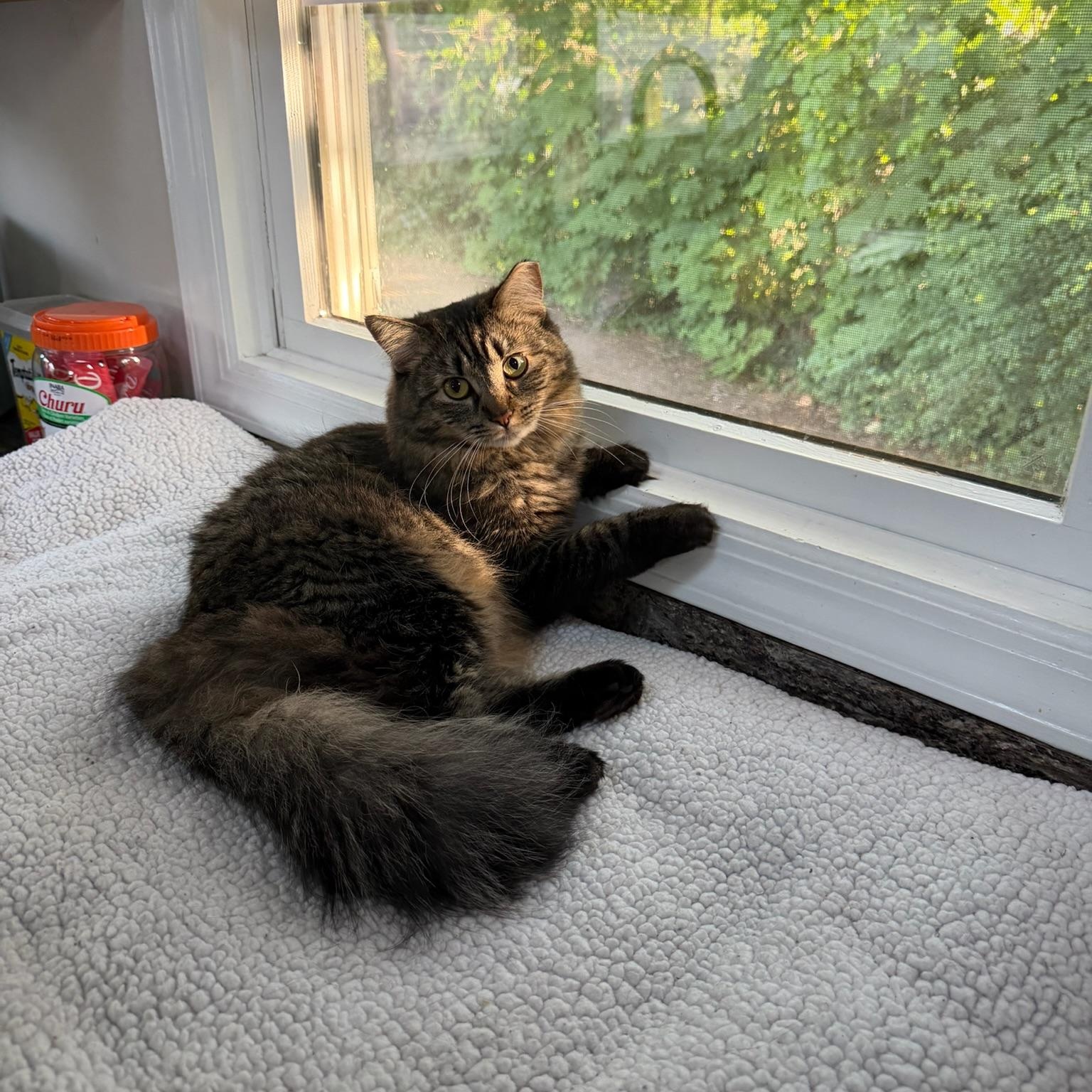 Enlarge KAYLEE, a Adoptable Domestic Medium Hair in Hamilton, NJ image 4/5