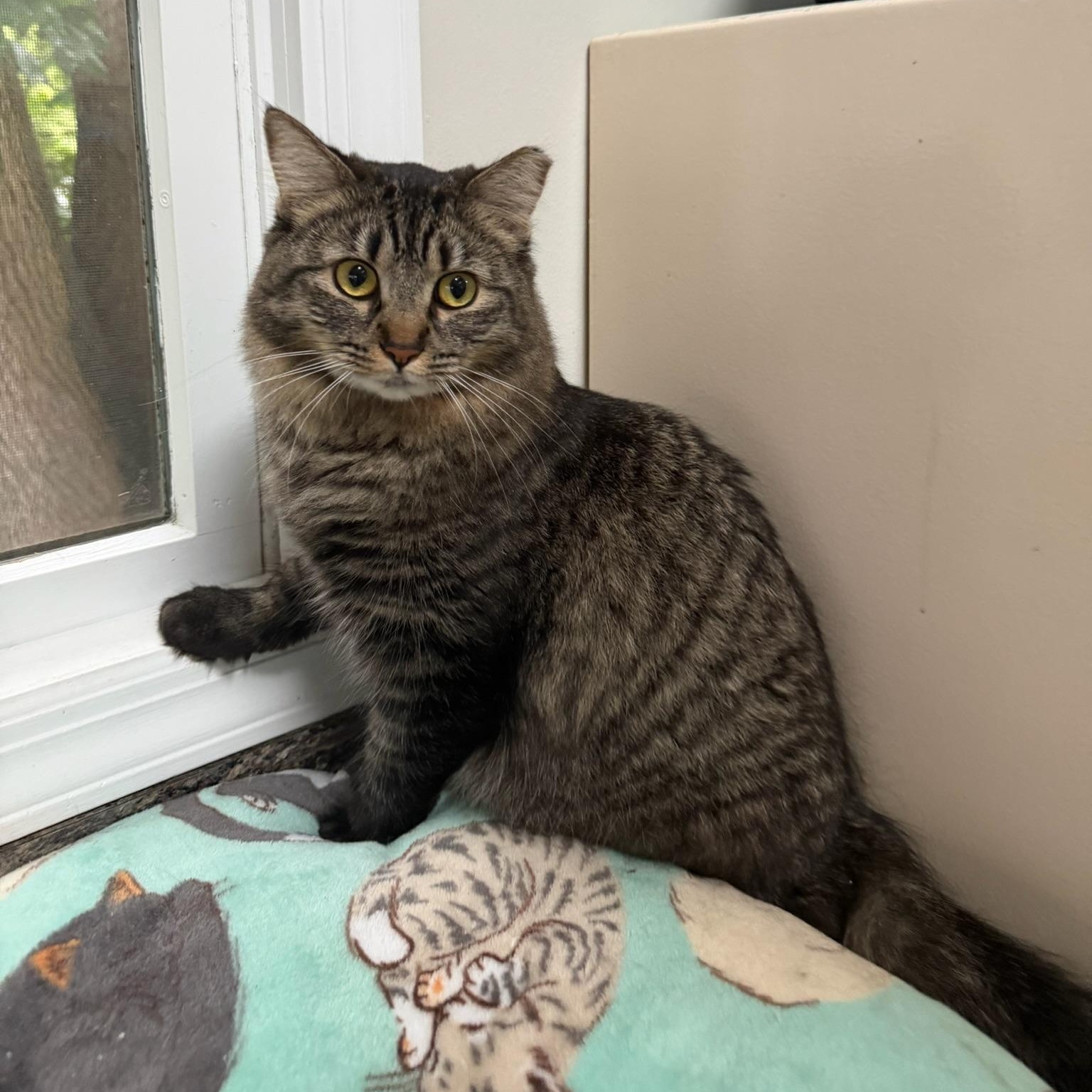 Enlarge KAYLEE, a Adoptable Domestic Medium Hair in Hamilton, NJ image 3/5