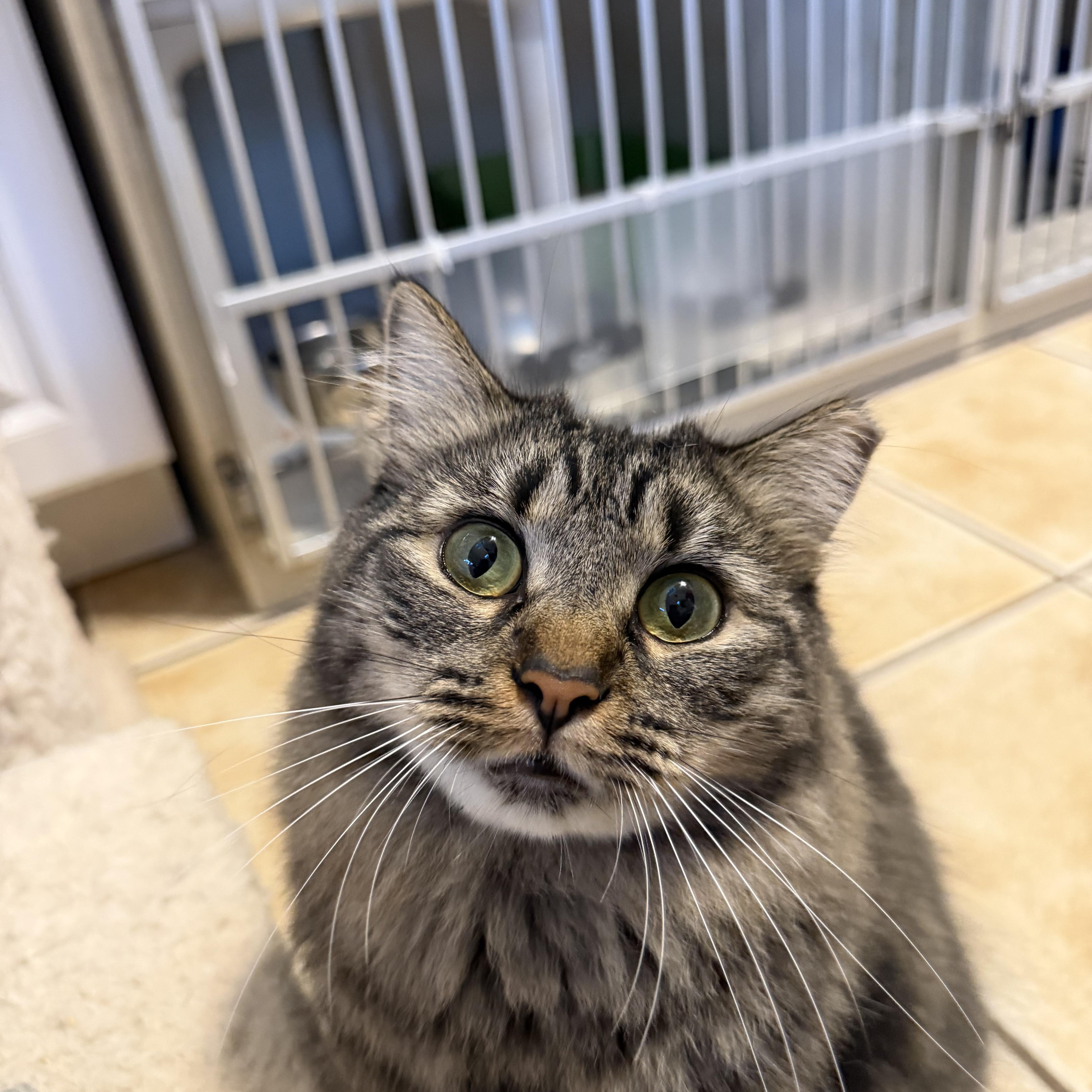 KAYLEE, Adoptable, Young Female Domestic Medium Hair.