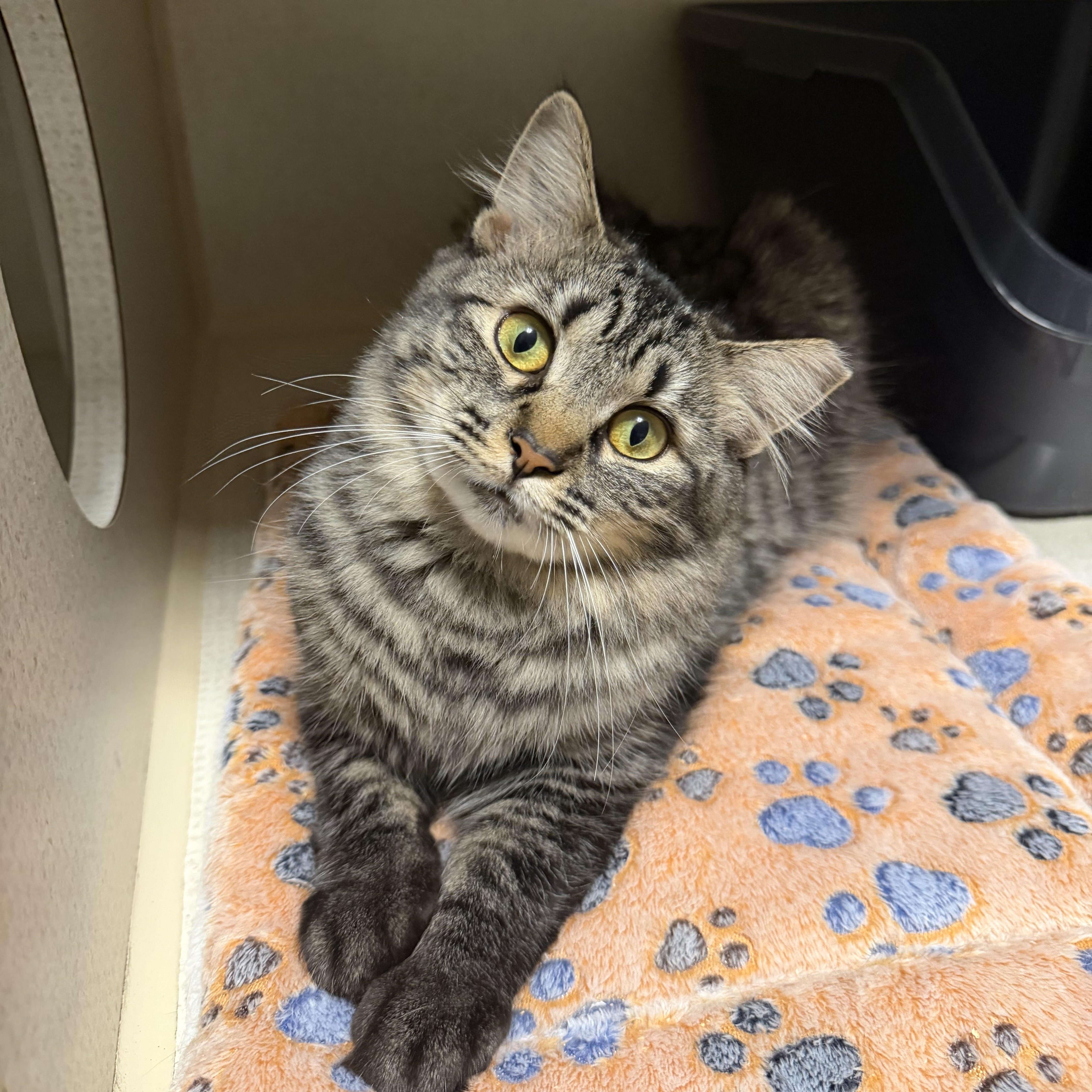 Enlarge KAYLEE, a Adoptable Domestic Medium Hair in Hamilton, NJ image 1/5