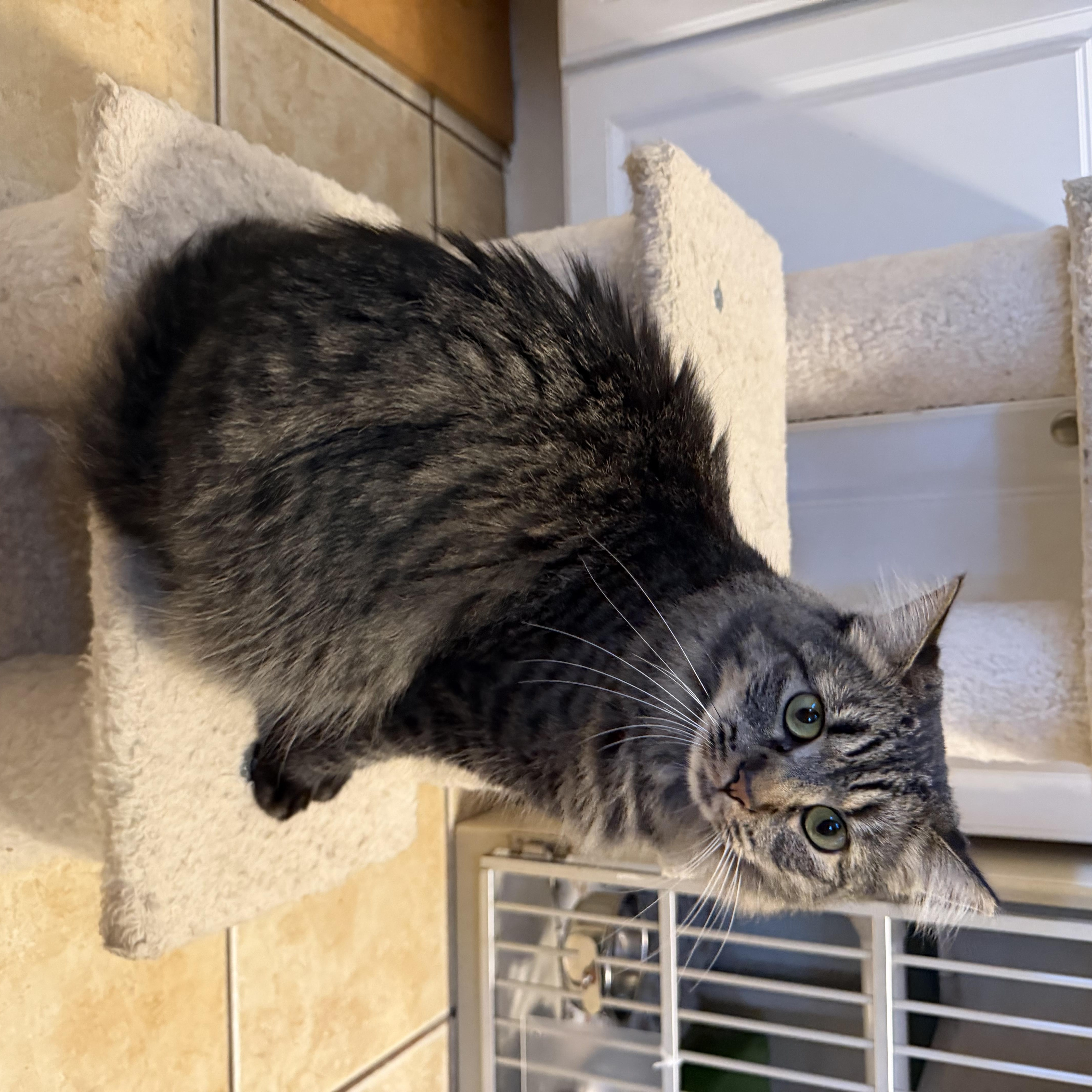 Enlarge KAYLEE, a Adoptable Domestic Medium Hair in Hamilton, NJ image 5/5