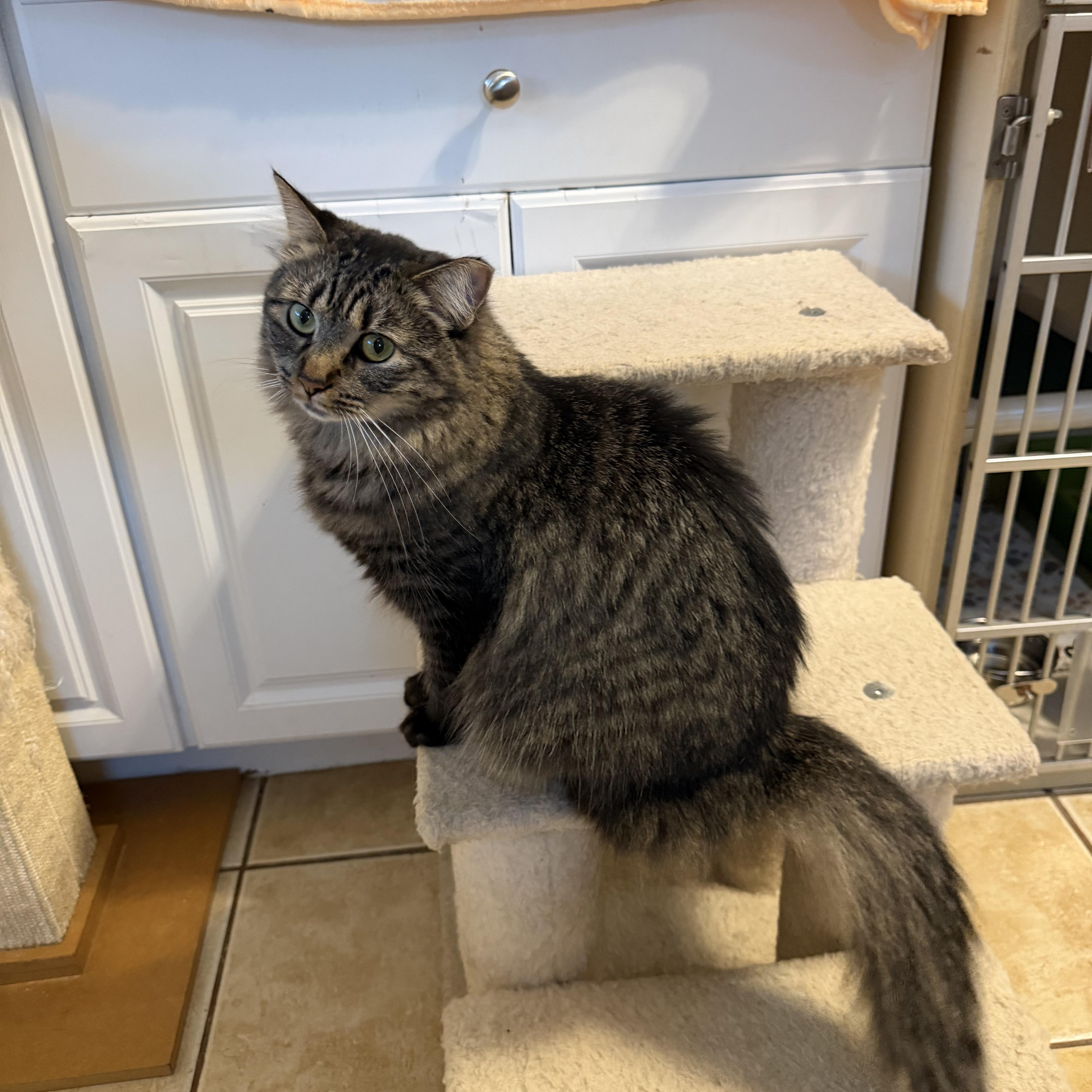 Enlarge KAYLEE, a Adoptable Domestic Medium Hair in Hamilton, NJ image 2/5
