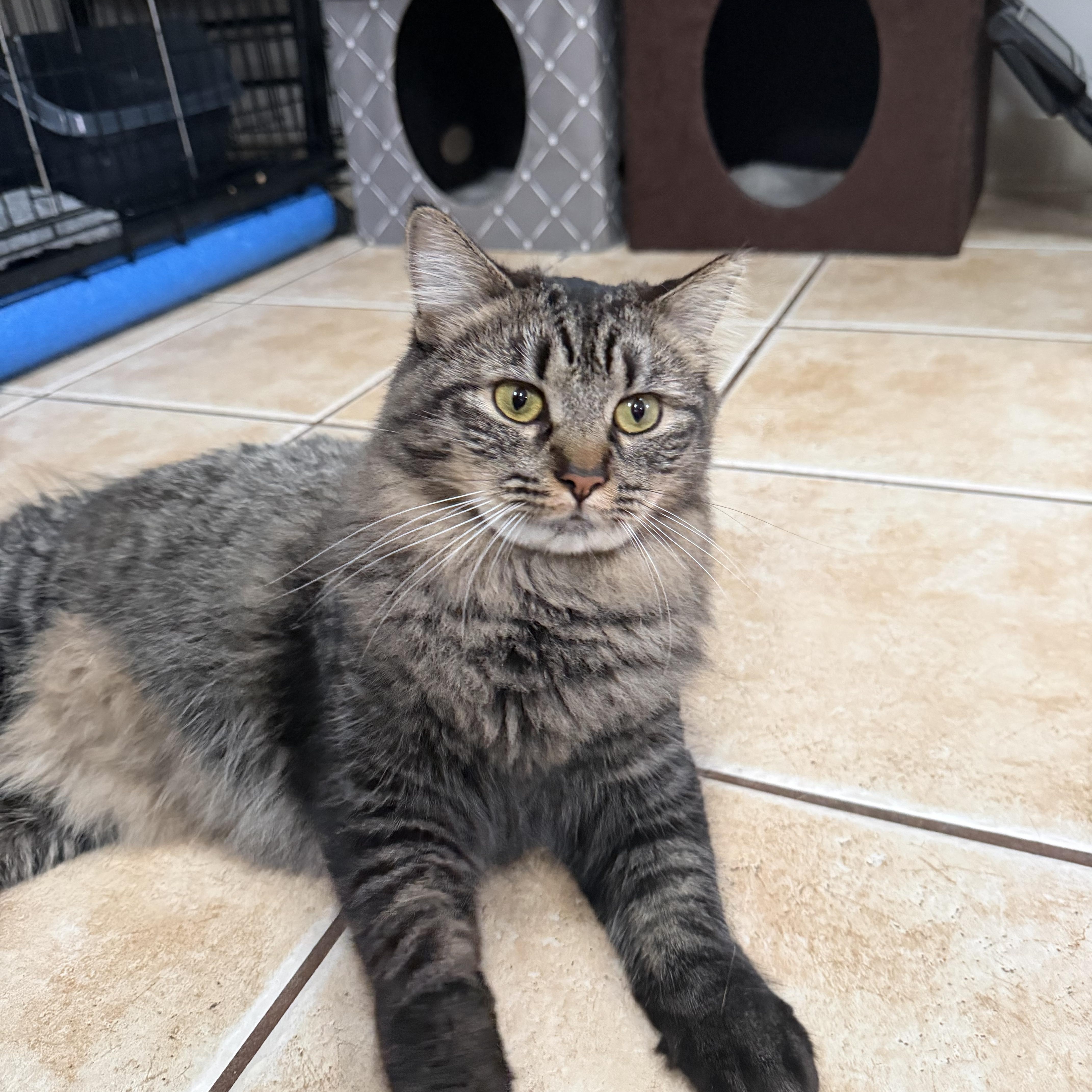 KAYLEE, Adoptable, Kitten Female Domestic Medium Hair.