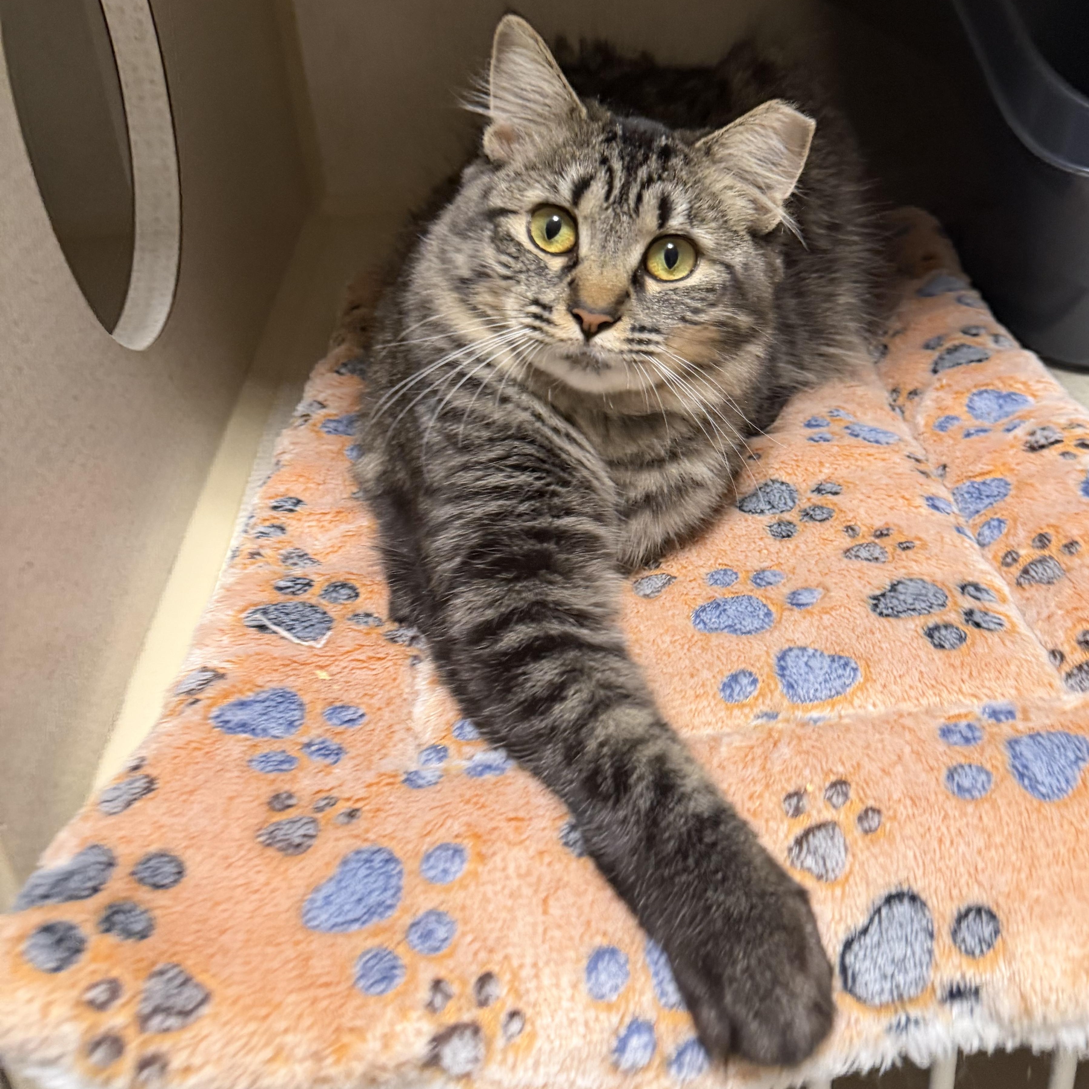 Enlarge KAYLEE, a Adoptable Domestic Medium Hair in Hamilton, NJ image 2/5