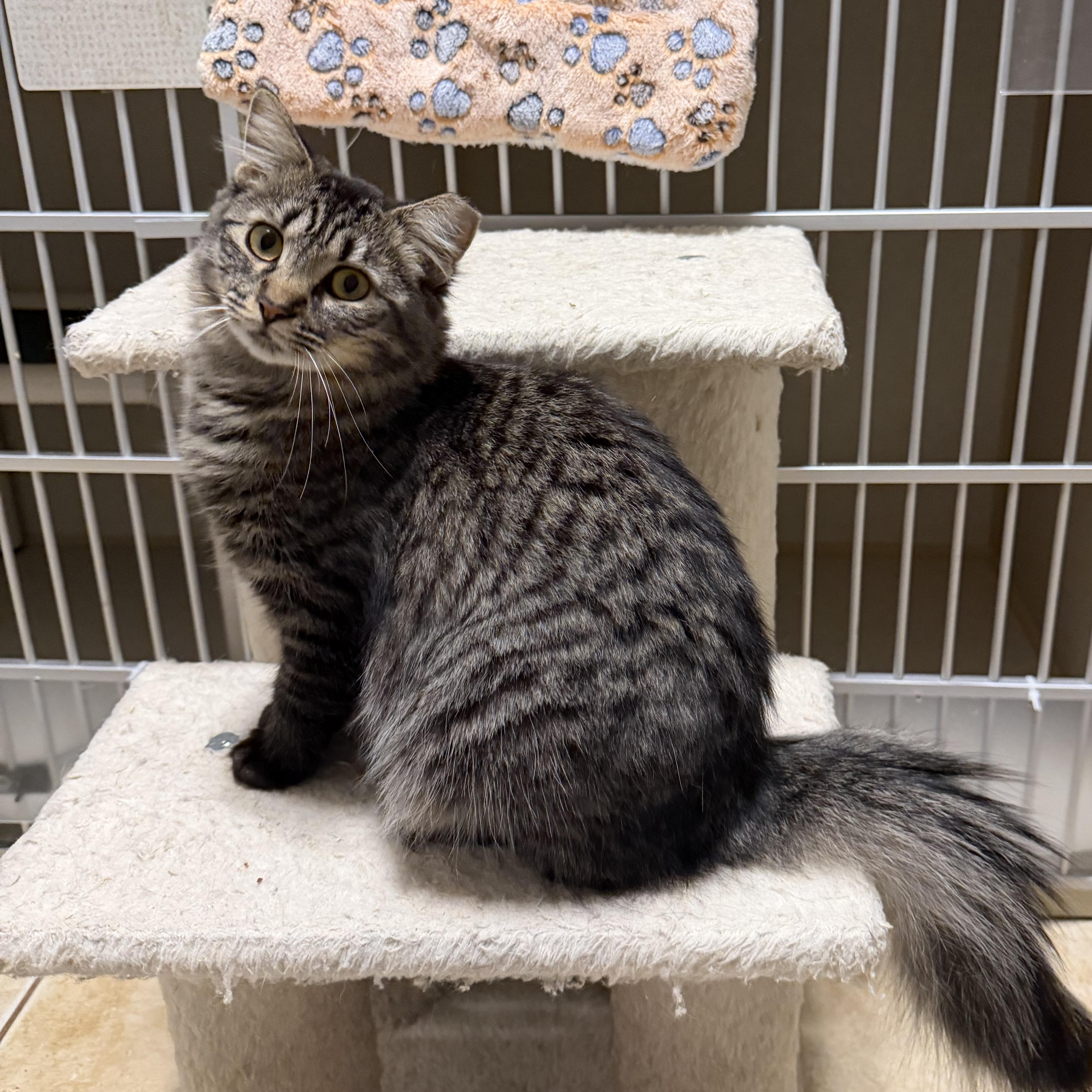 Enlarge KAYLEE, a Adoptable Domestic Medium Hair in Hamilton, NJ image 3/5