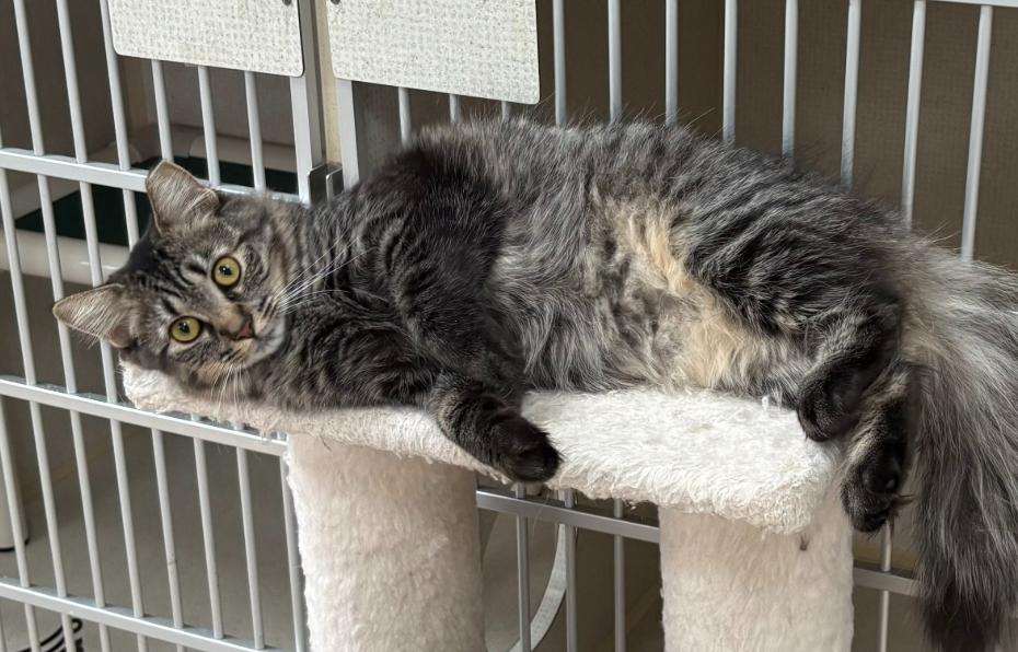 Enlarge KAYLEE, a Adoptable Domestic Medium Hair in Hamilton, NJ image 4/5