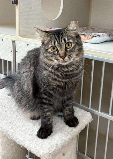 Enlarge KAYLEE, a Adoptable Domestic Medium Hair in Hamilton, NJ image 5/5